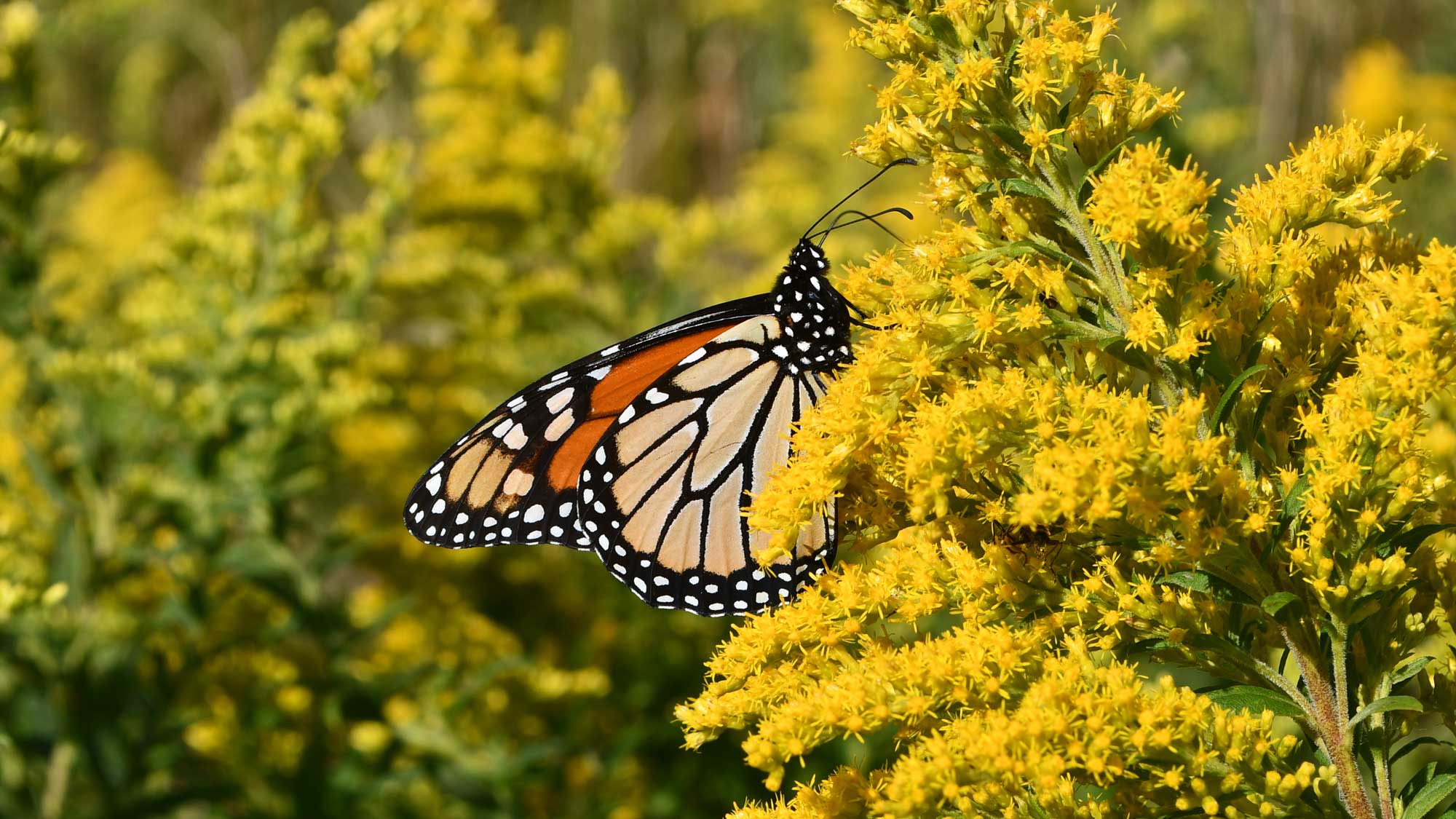 Monarch butterfly sitting on yellow flower blooms.