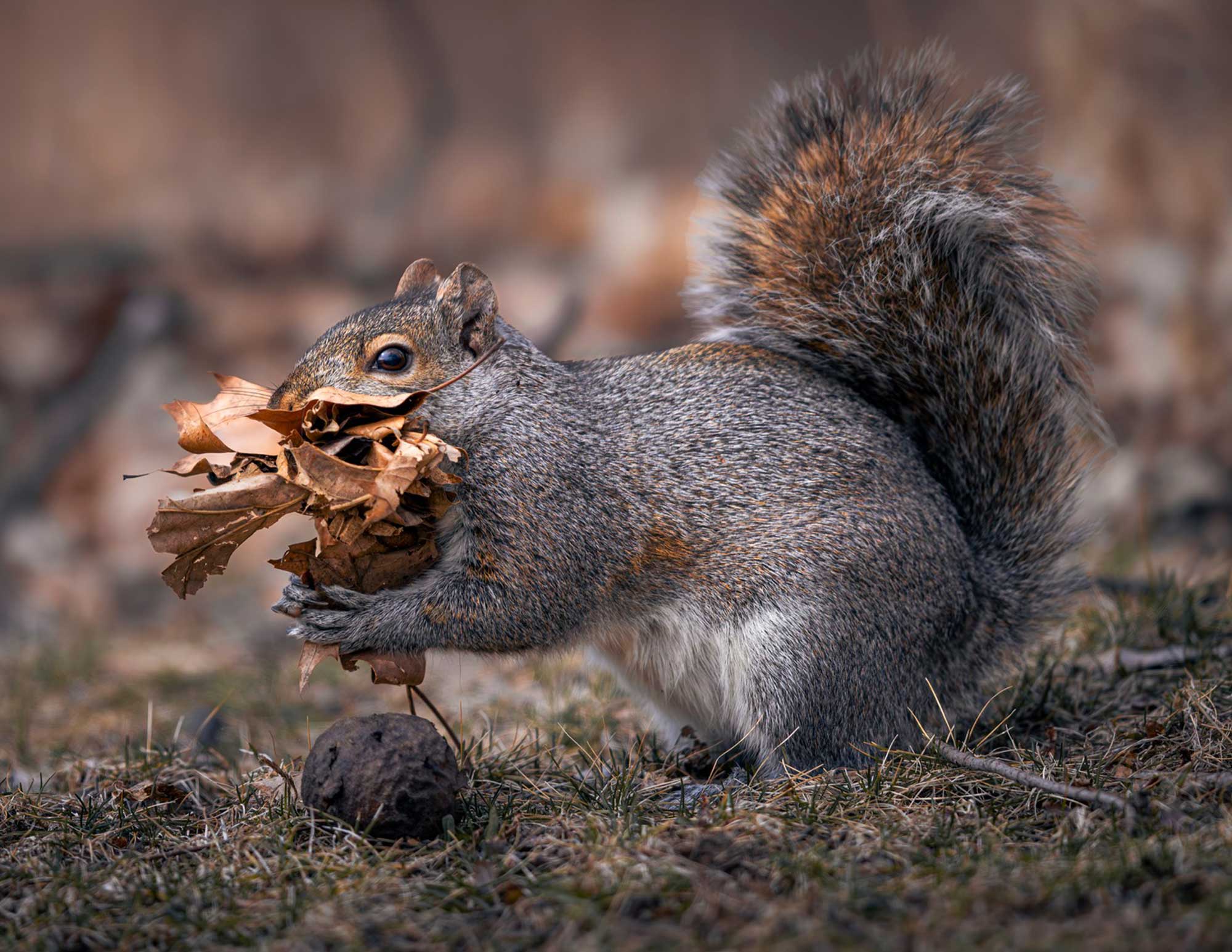 Eastern gray squirrel standing on the ground with leaves in its mouth.