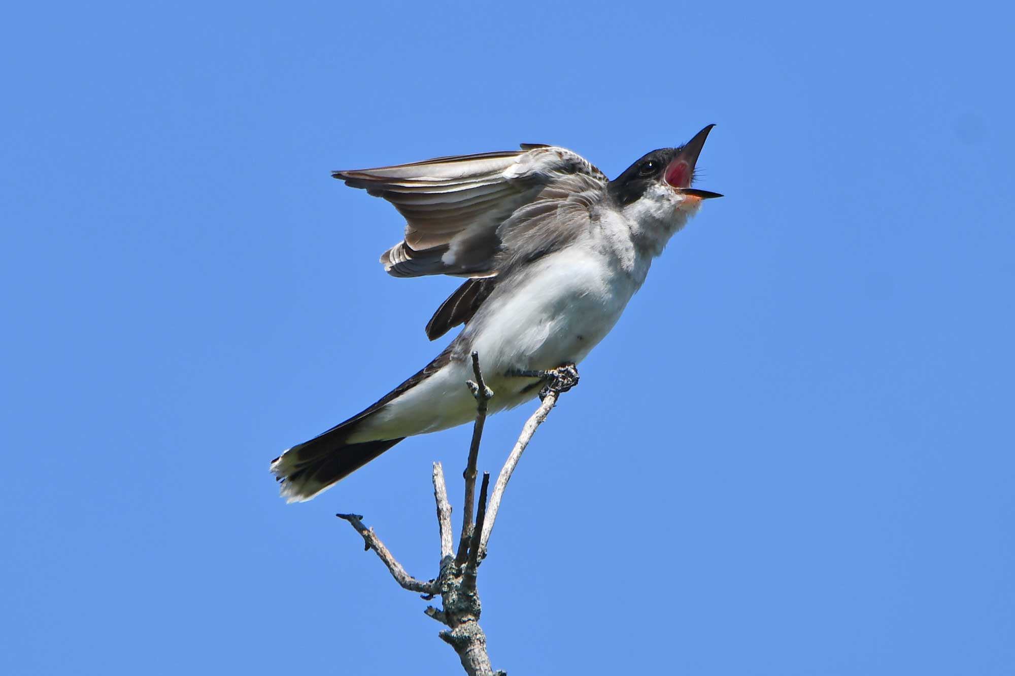 Eastern kingbird perched on a branch making a call with the sky in the background.