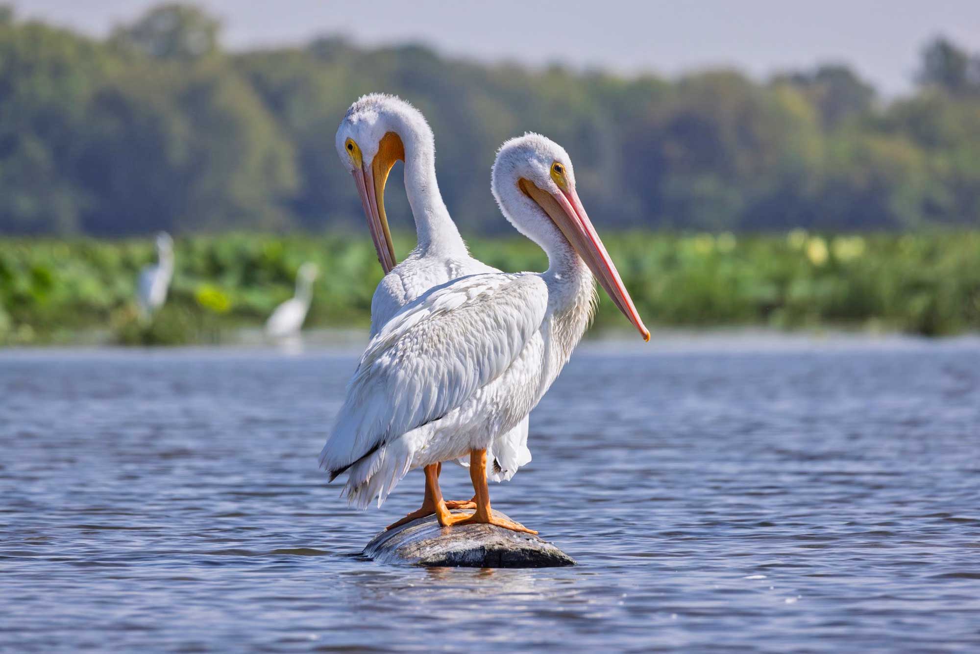 Two American white pelicans standing on a fallen tree in the water with vegetation and trees in the background.