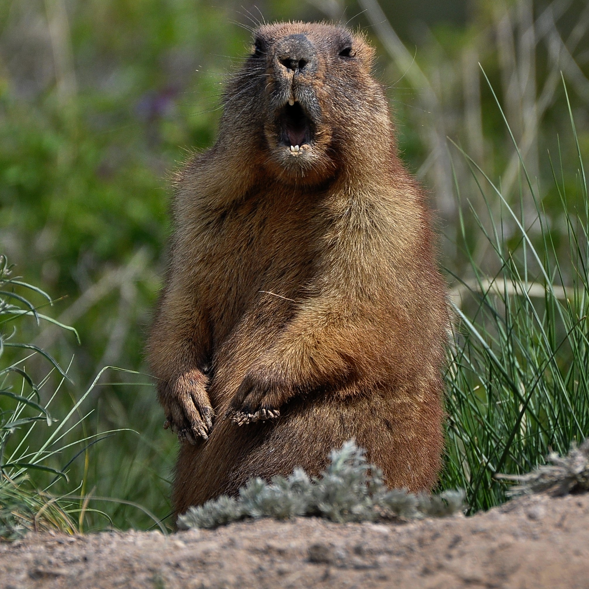 A woodchuck with its mouth open.