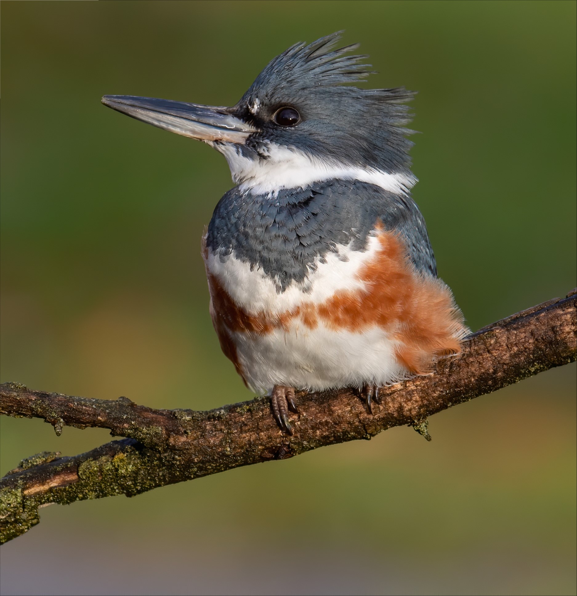 Birds we love — and why