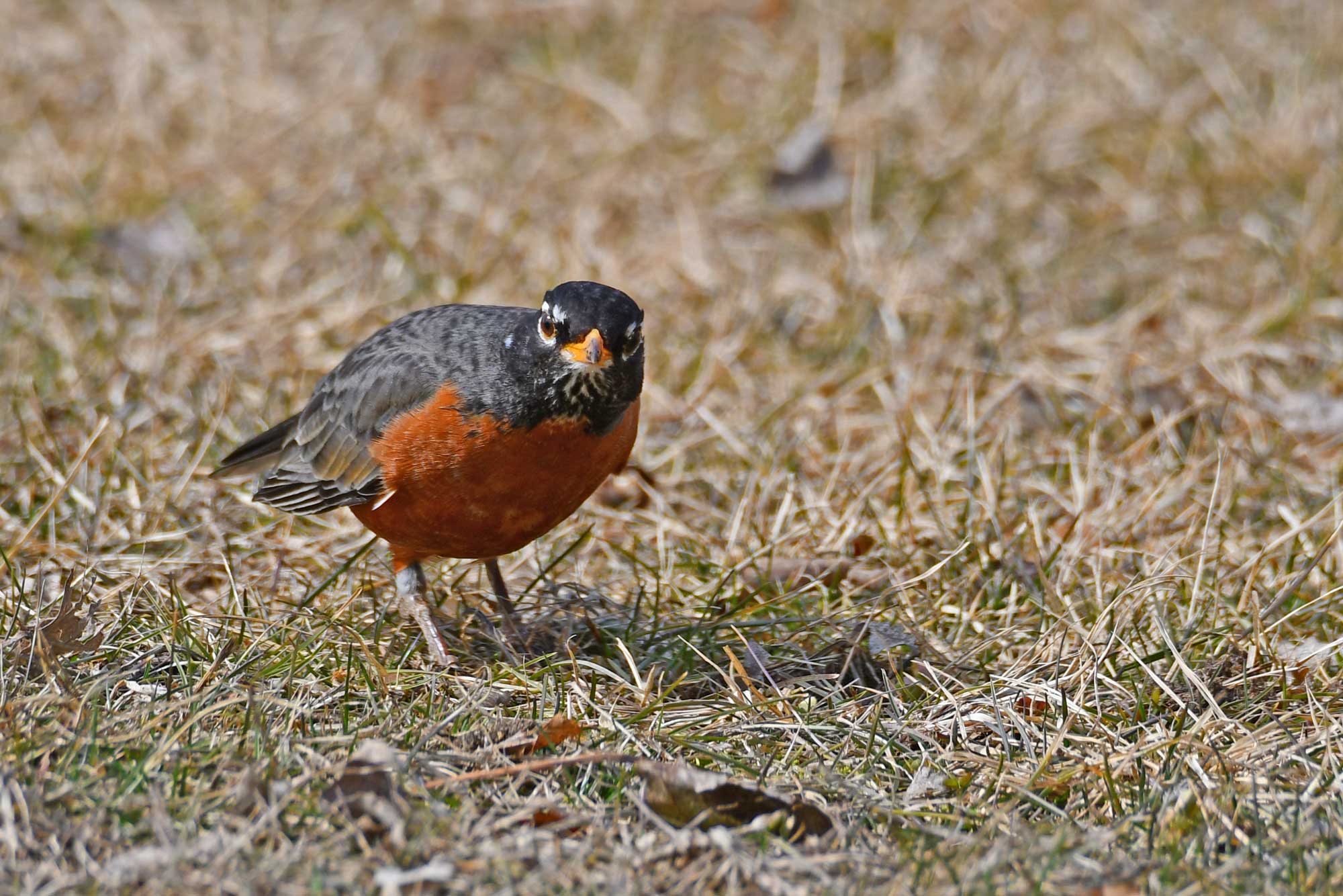 American robin standing in grass.