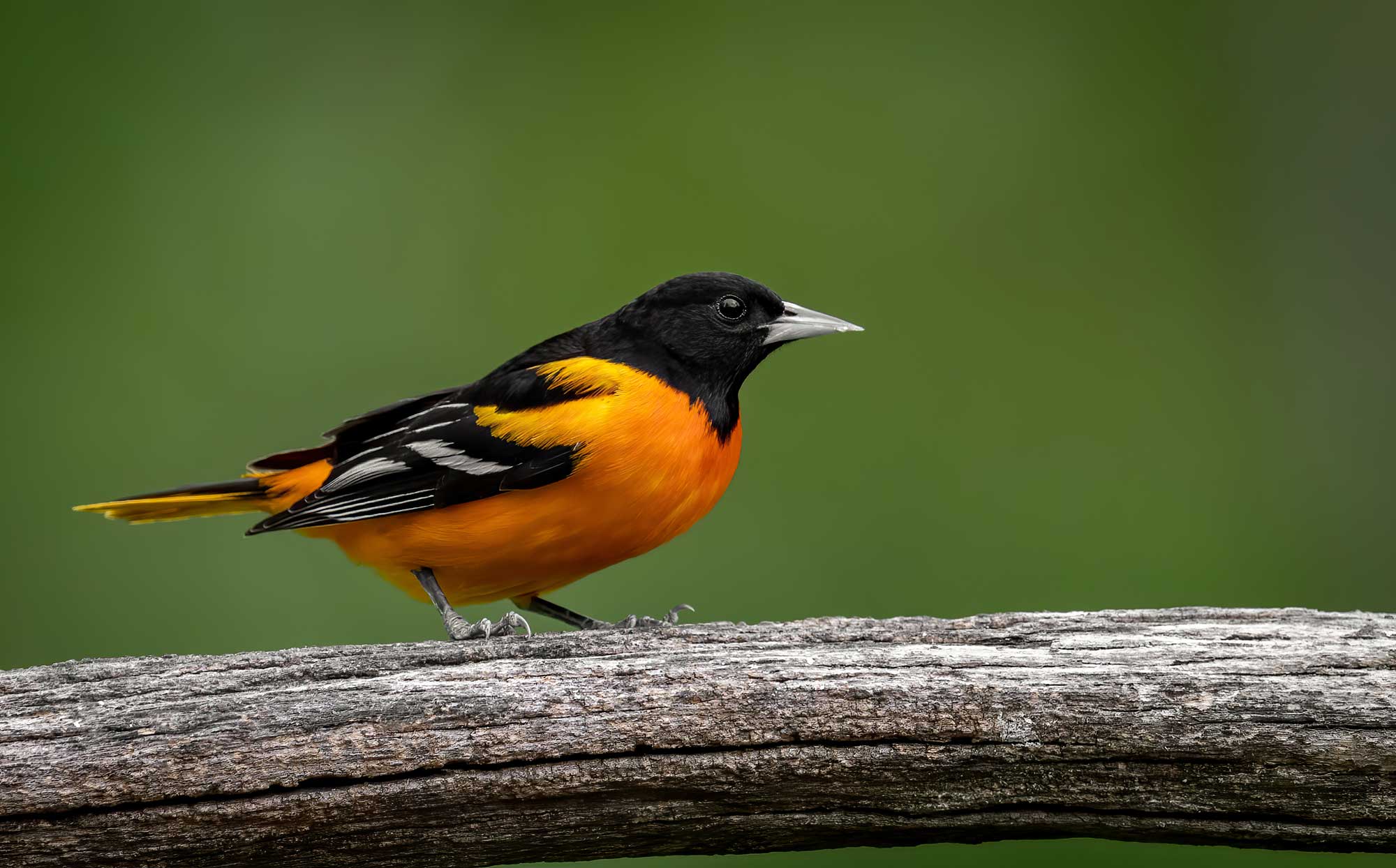 Baltimore oriole perched on a branch with vegetation in the background.
