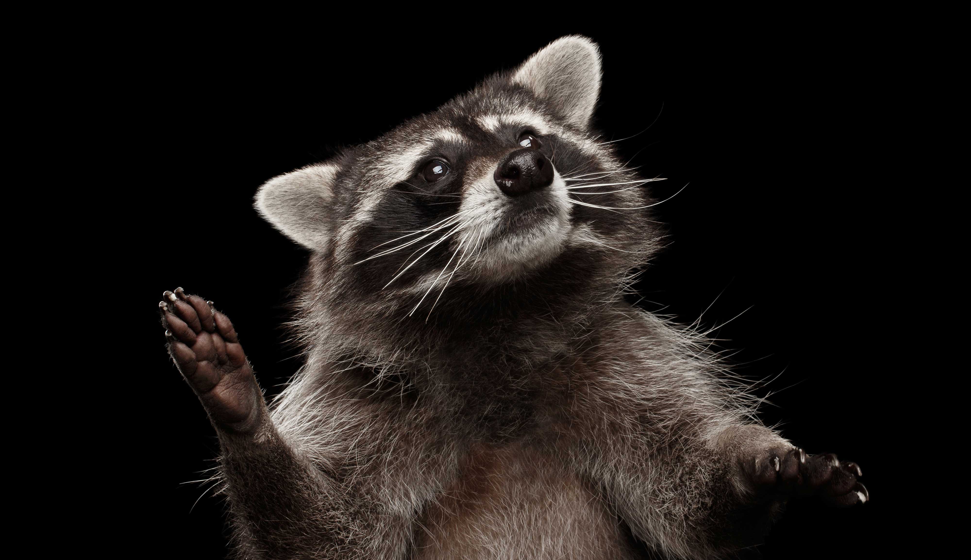 Close-up of a raccoon.