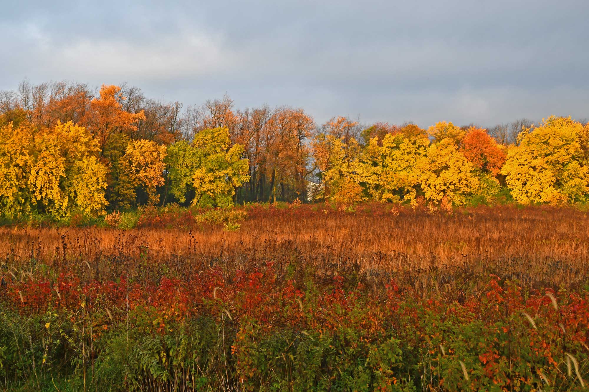 Field of vegetation with fall colored trees in the background.