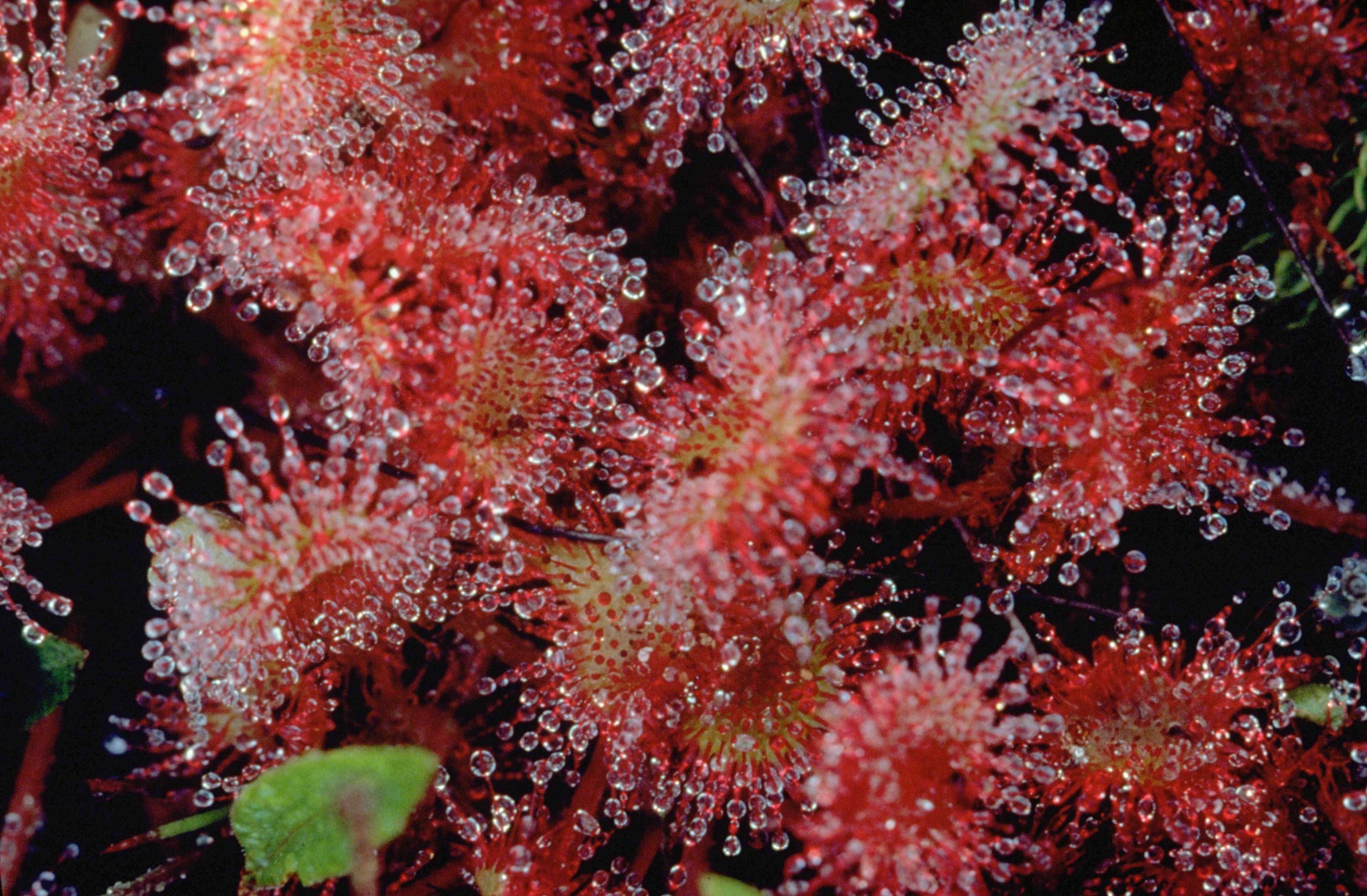 A sundew plant with a fly.