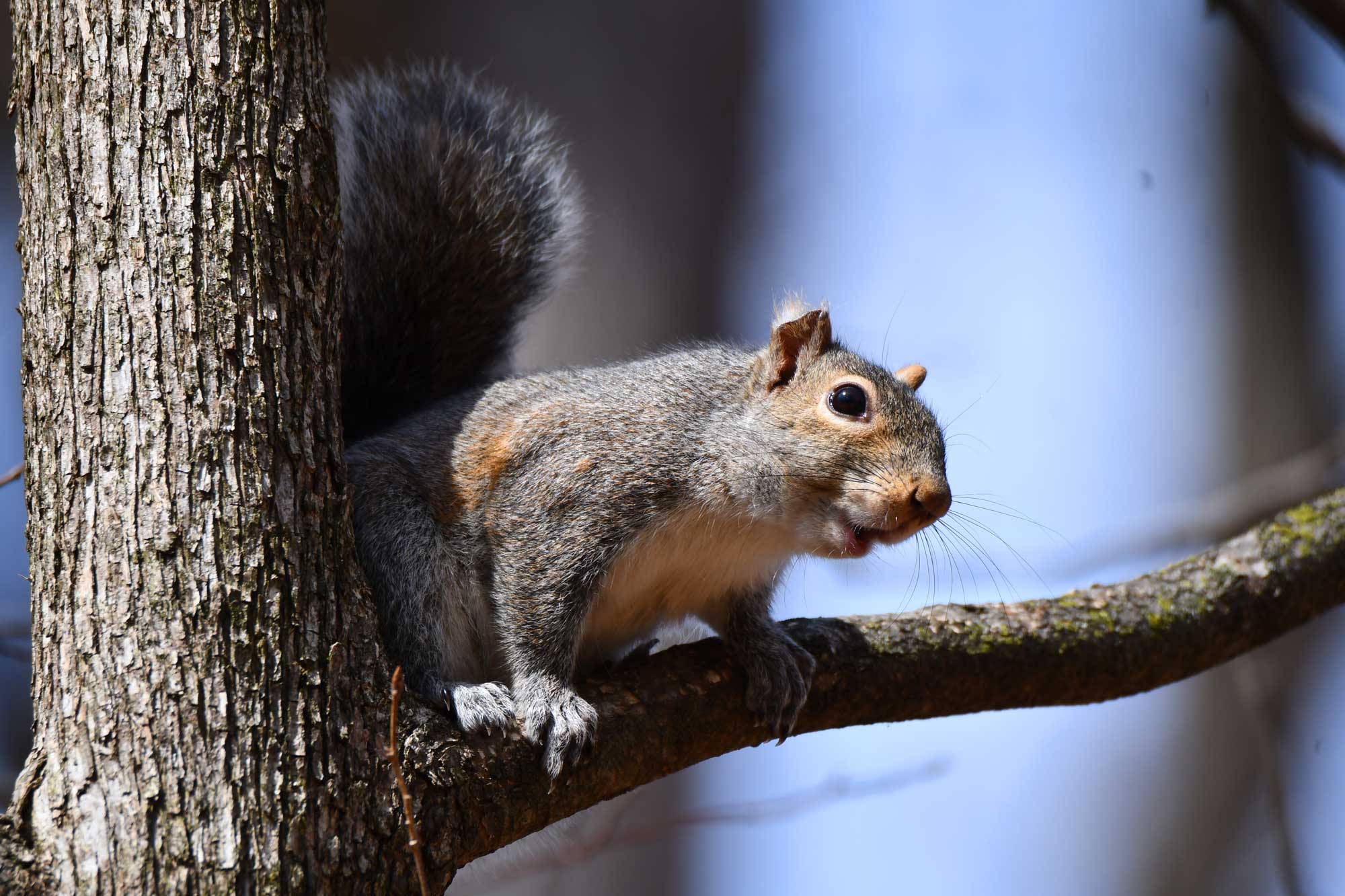 Eastern gray squirrel standing on a branch.