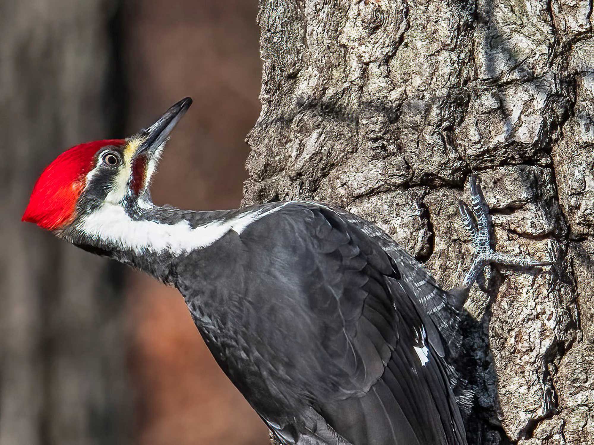 Pileated woodpecker on a tree trunk with another tree in the background.