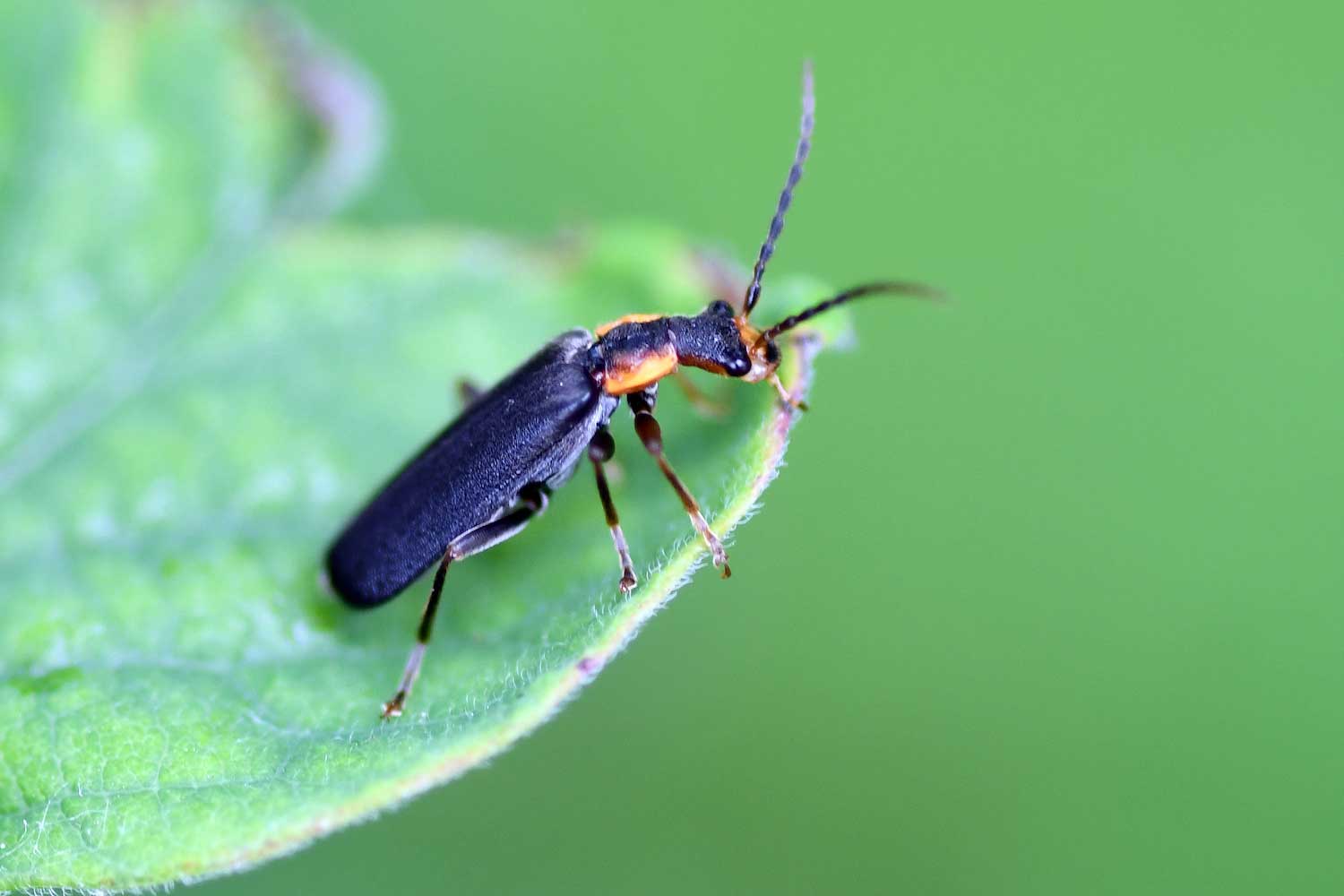 Insect-quiz-wrinkled-soldier-beetle-GPK.JPG