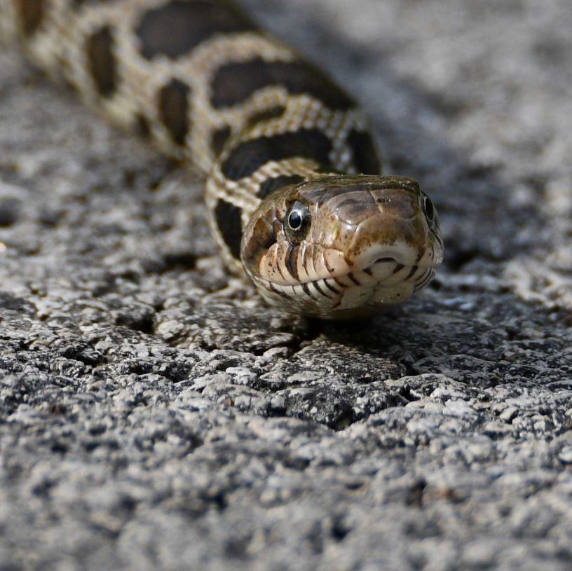Close-up of a snake.