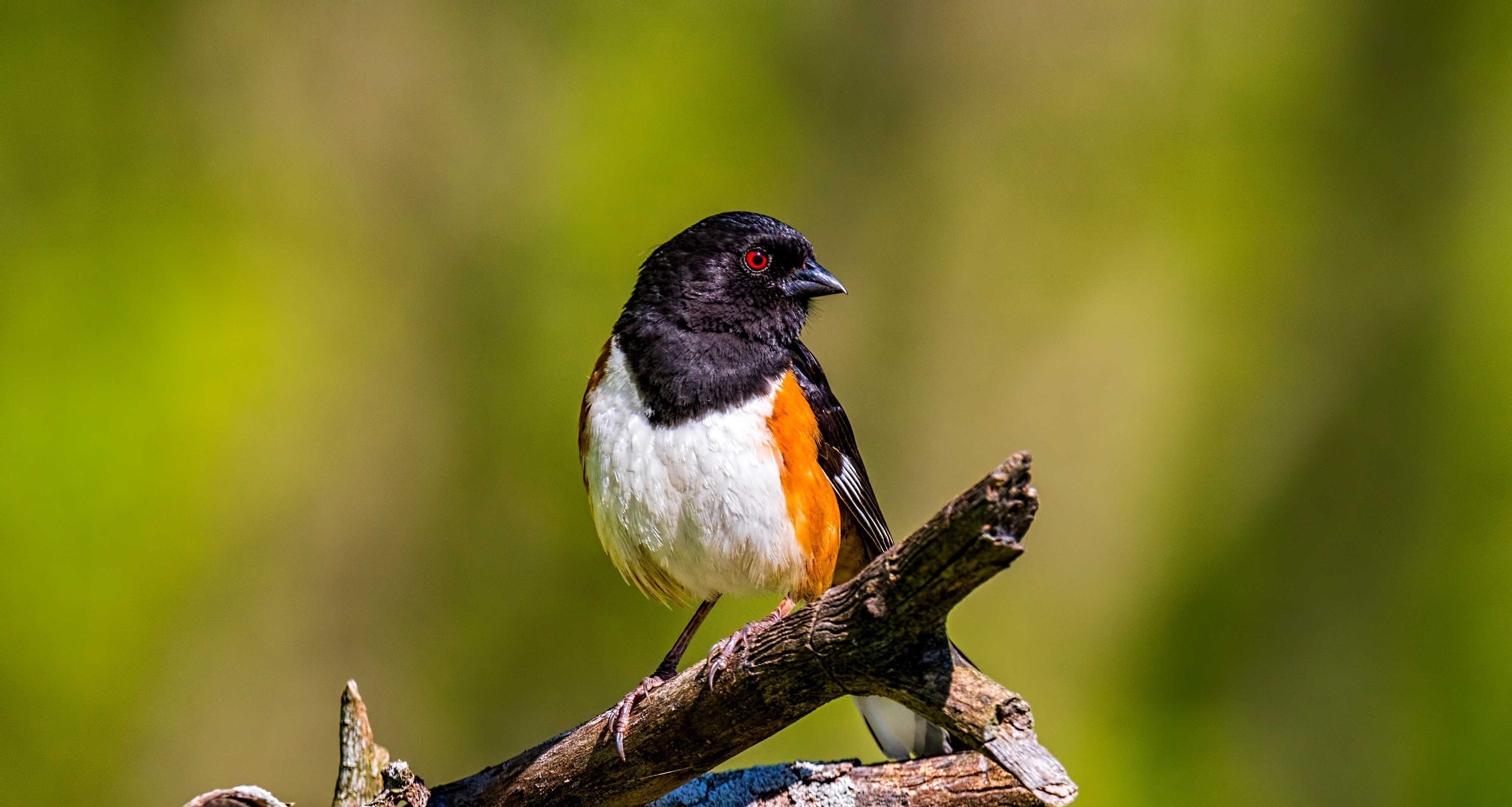 An eastern towhee on a branch.