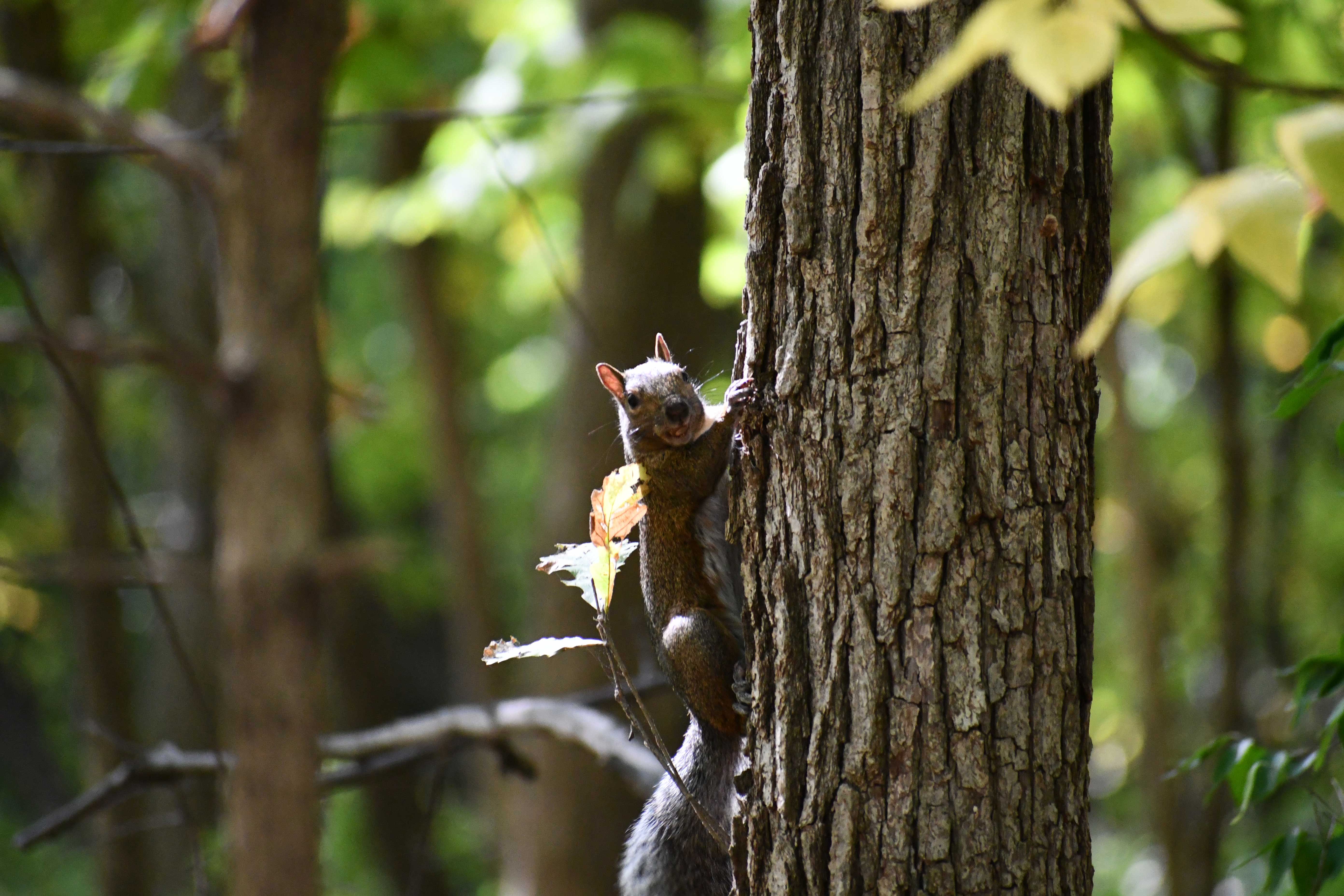 A squirrel climbing up a tree.
