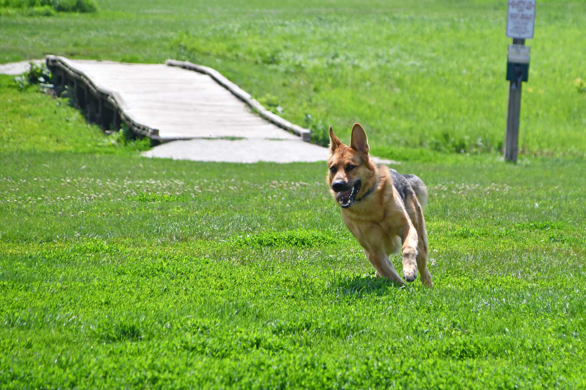 Dog running in grass with a small bridge in the background.