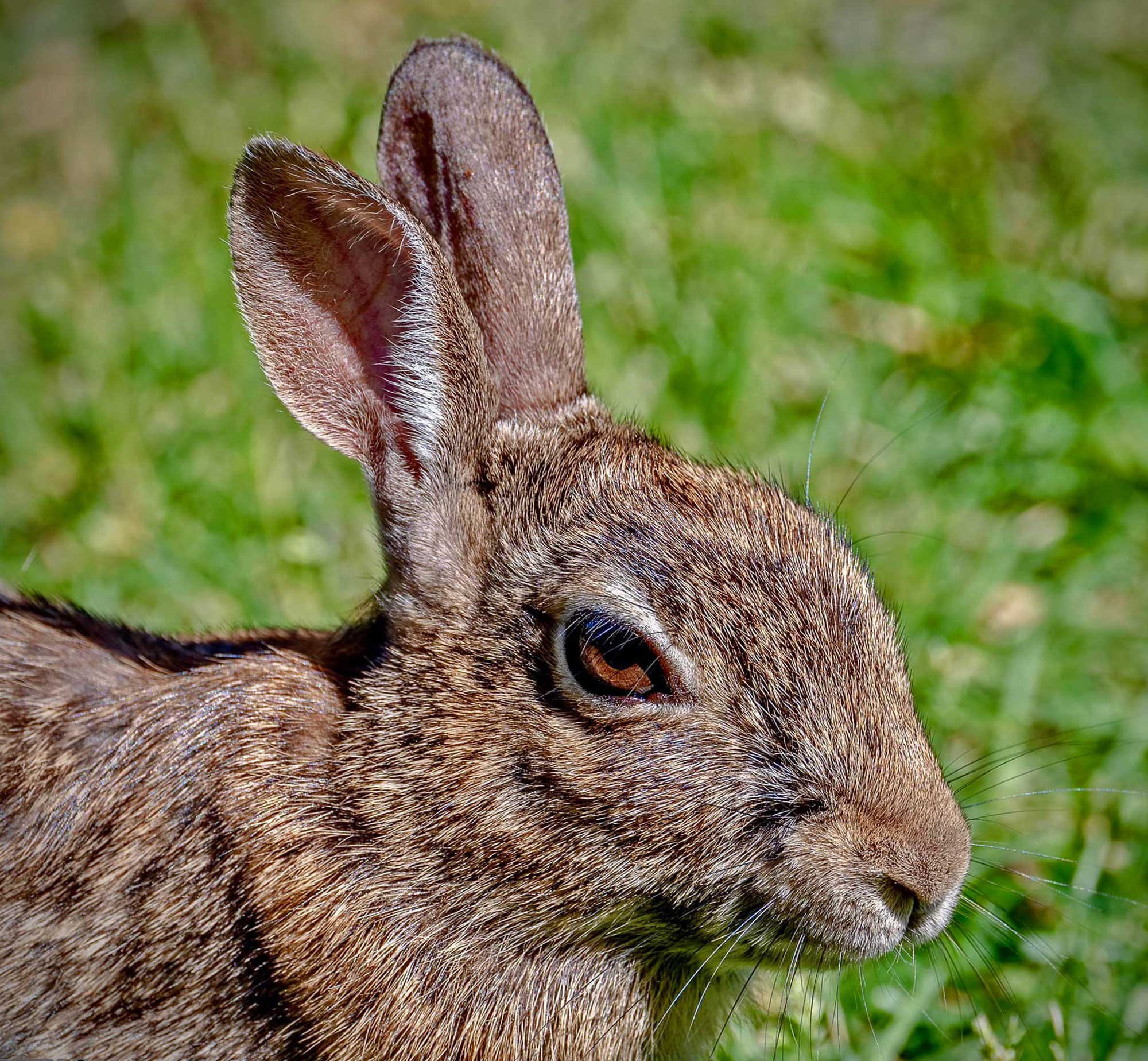 Close up of a cottontail rabbit with grass in the background.