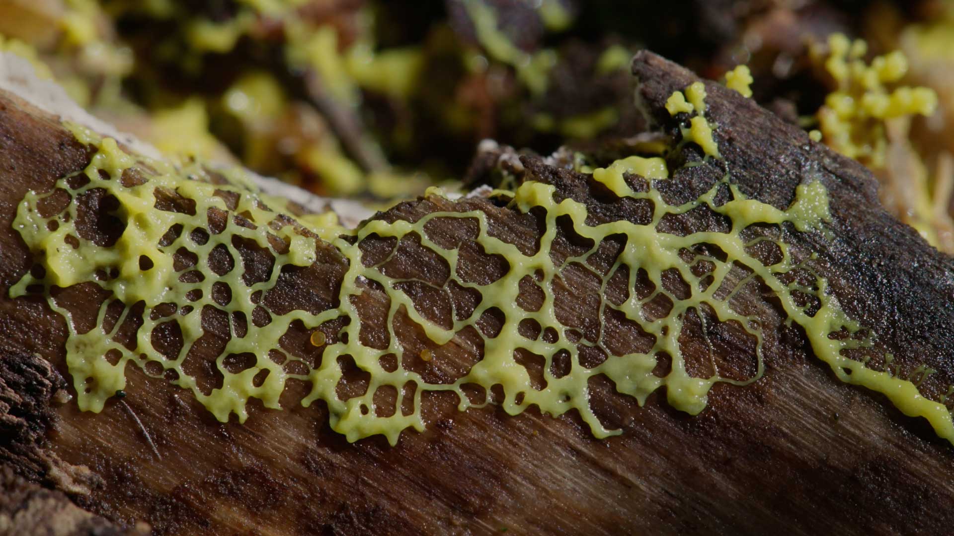 Slim mold on a log.