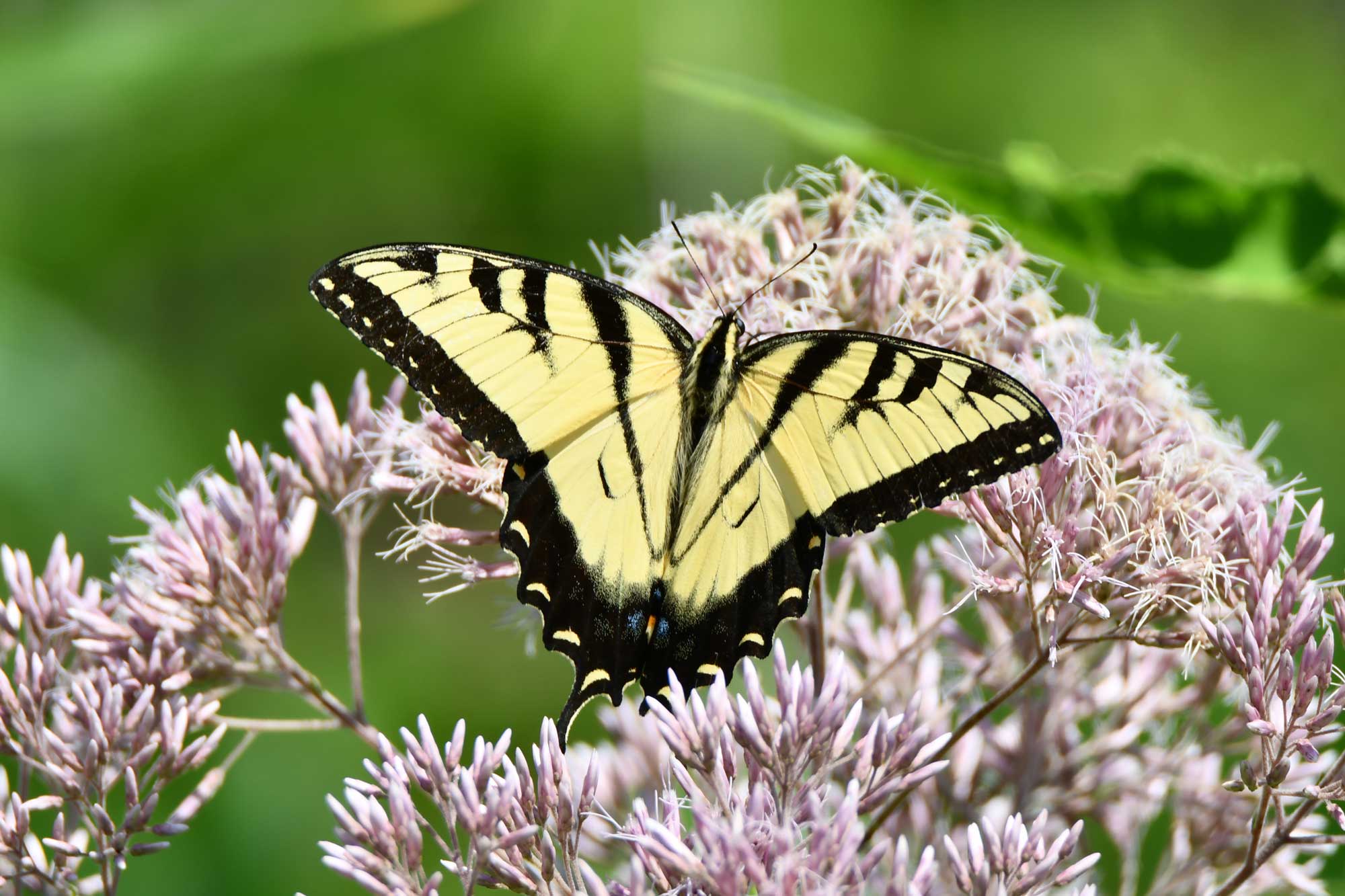 Tiger swallowtail butterfly landed on a pink wildflower.