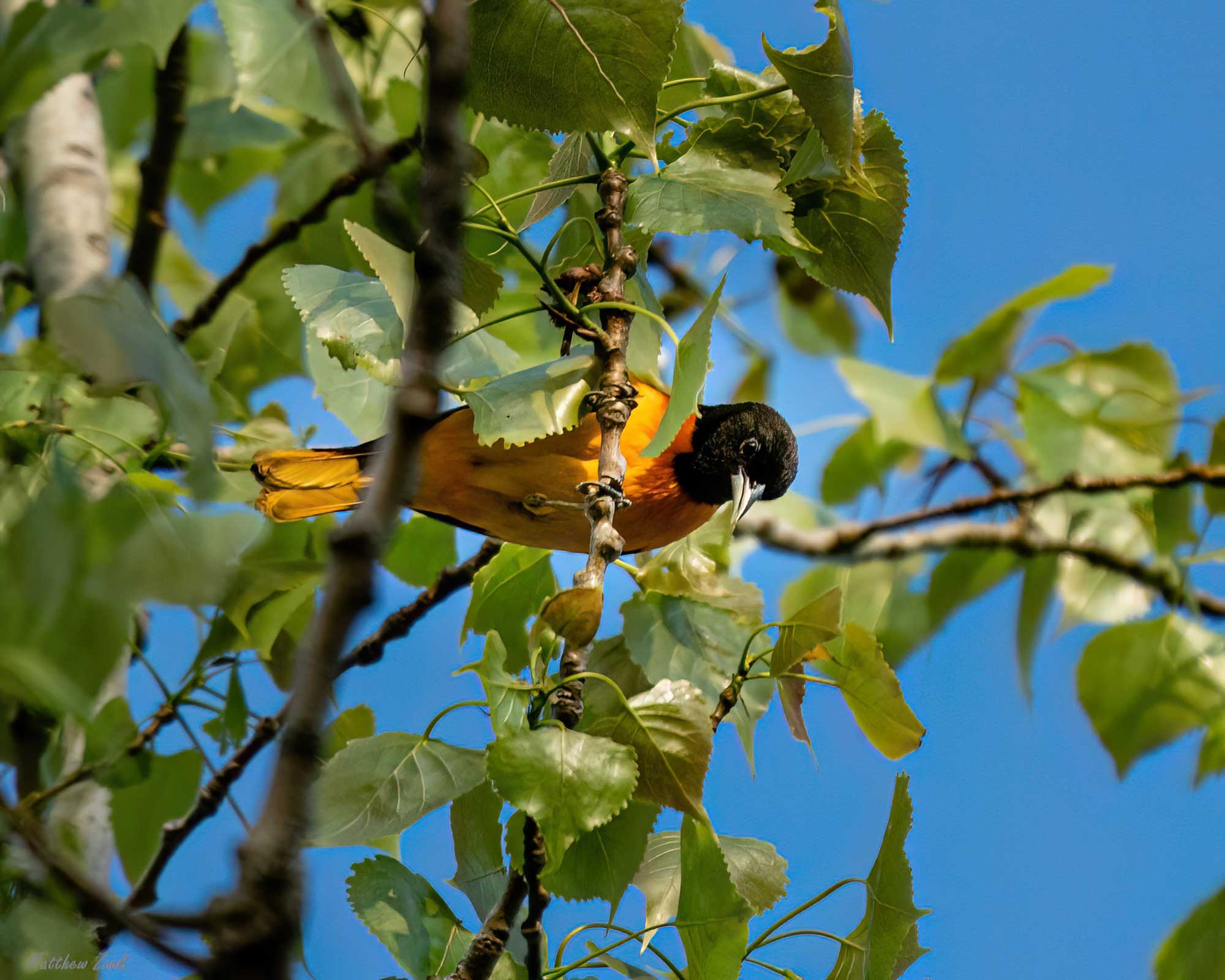 Baltimore oriole perched on a branch with leaves and the sky in the background.