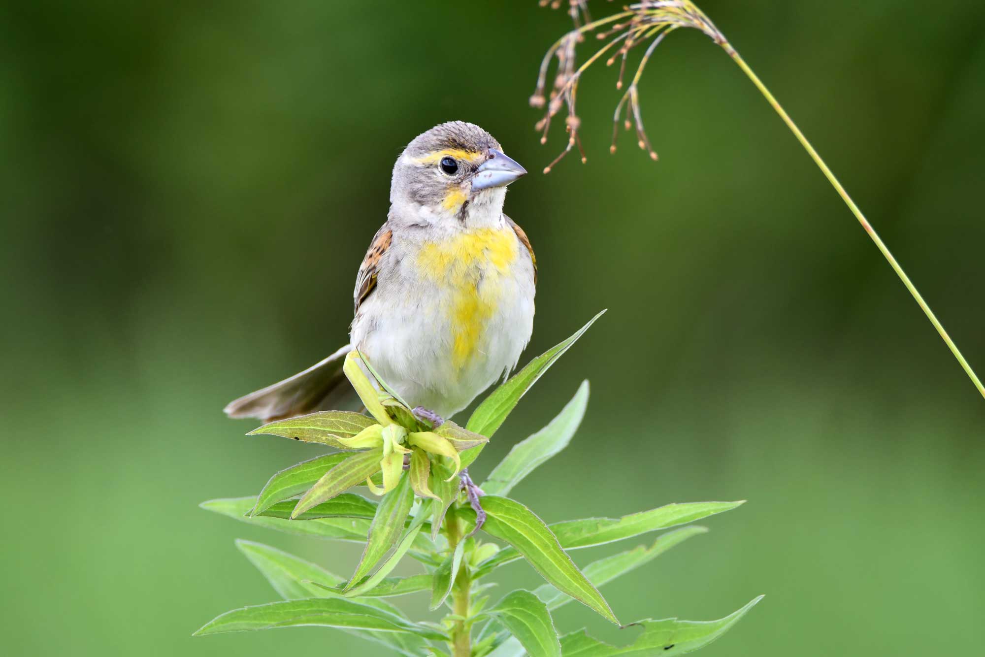 Dickcissel perched on a piece of vegetation.