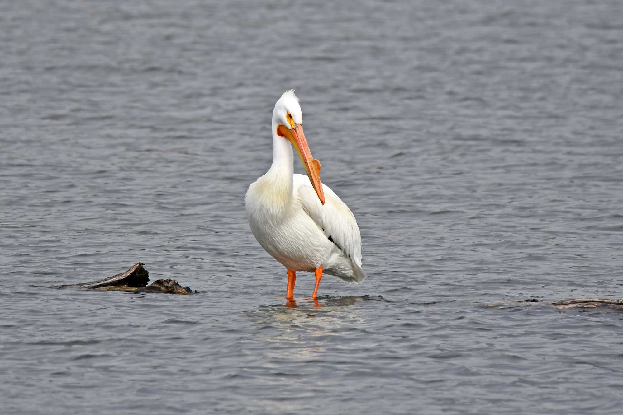 American white pelican standing in water.