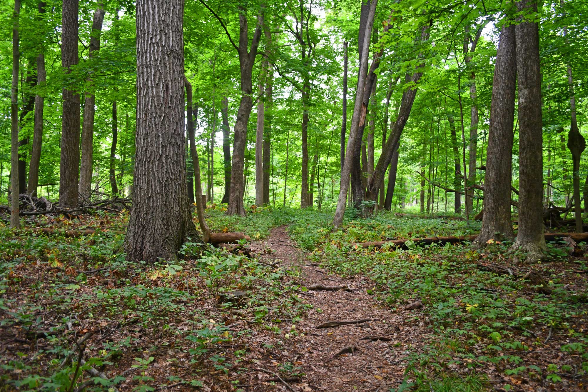 Dirt trail lined by trees and grasses.