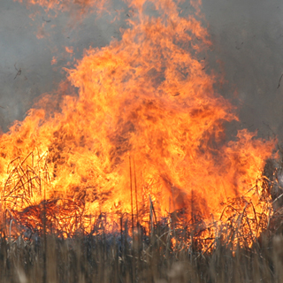 What you need to know about prescribed burns
