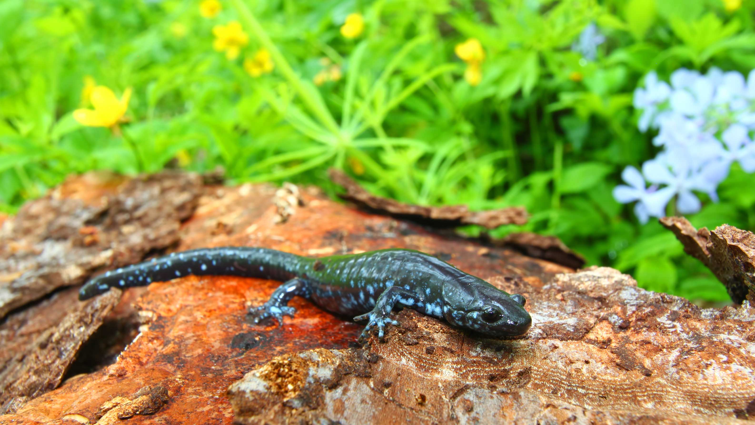 A blue-spotted salamander on a rock.
