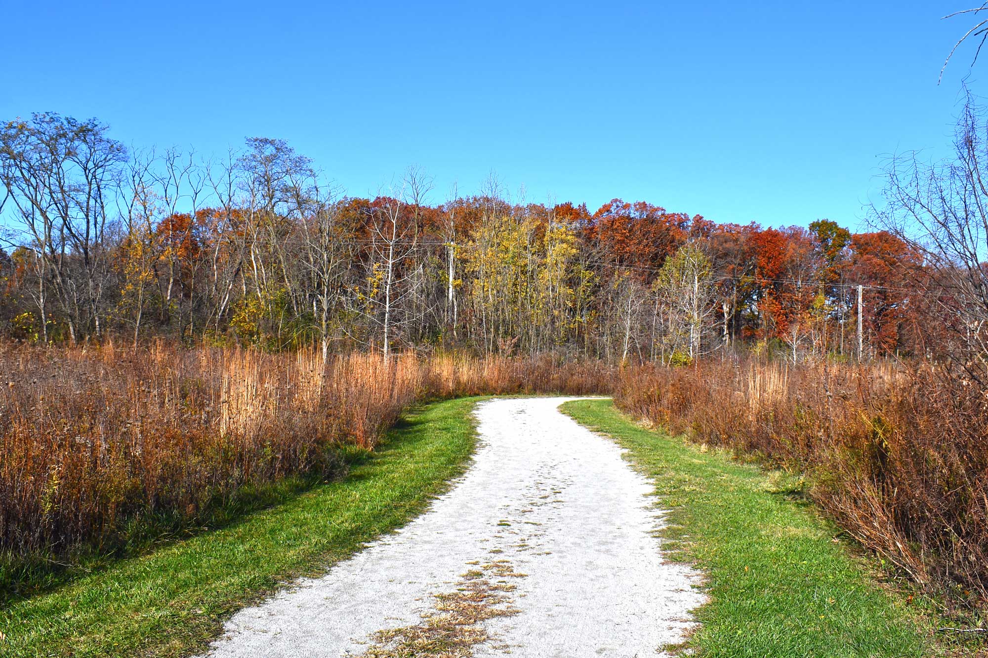 Limestone trail lined by grasses and vegetation with a fall colored tree line in the background.