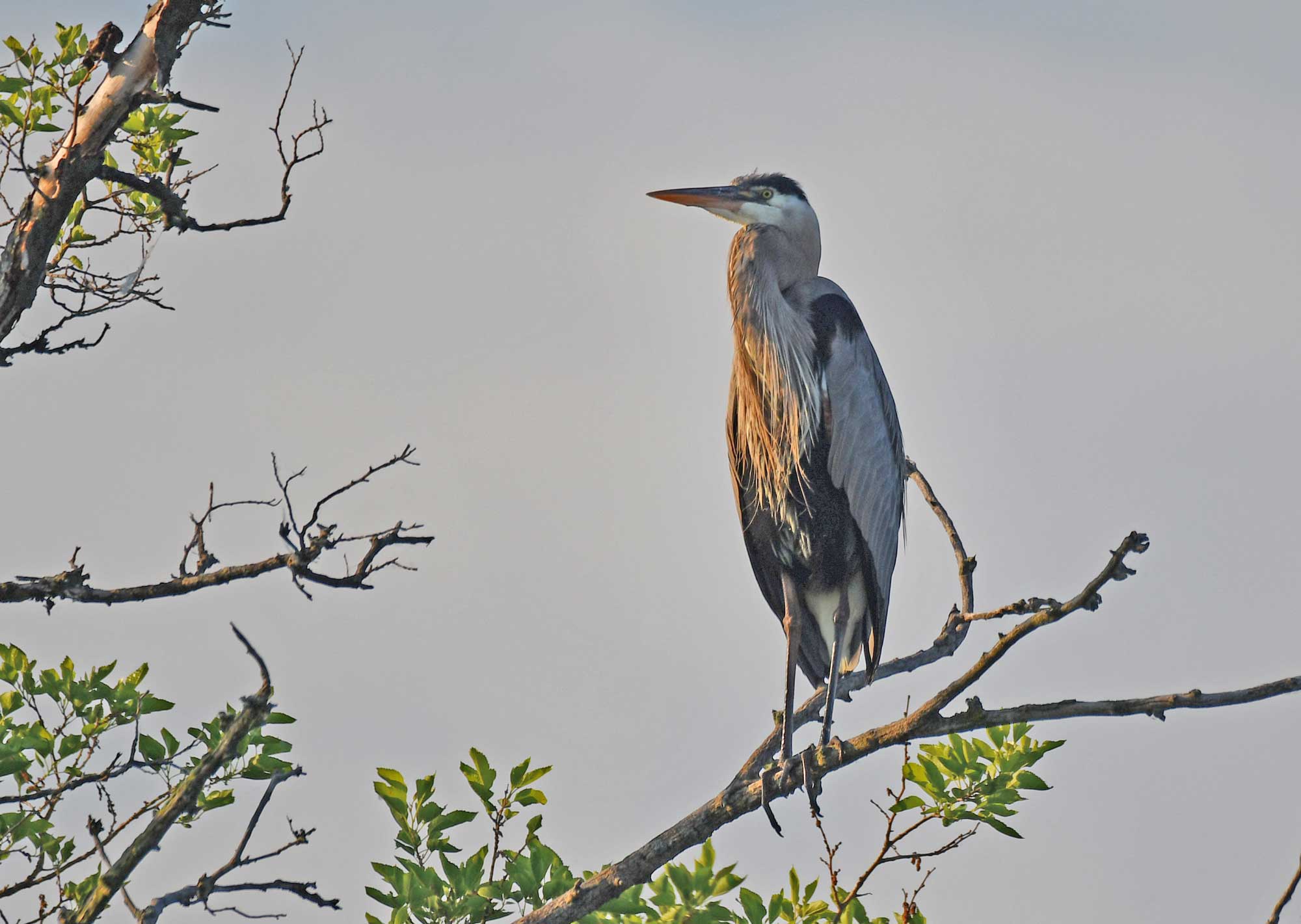 Great blue heron perched on a branch with the sky in the background.