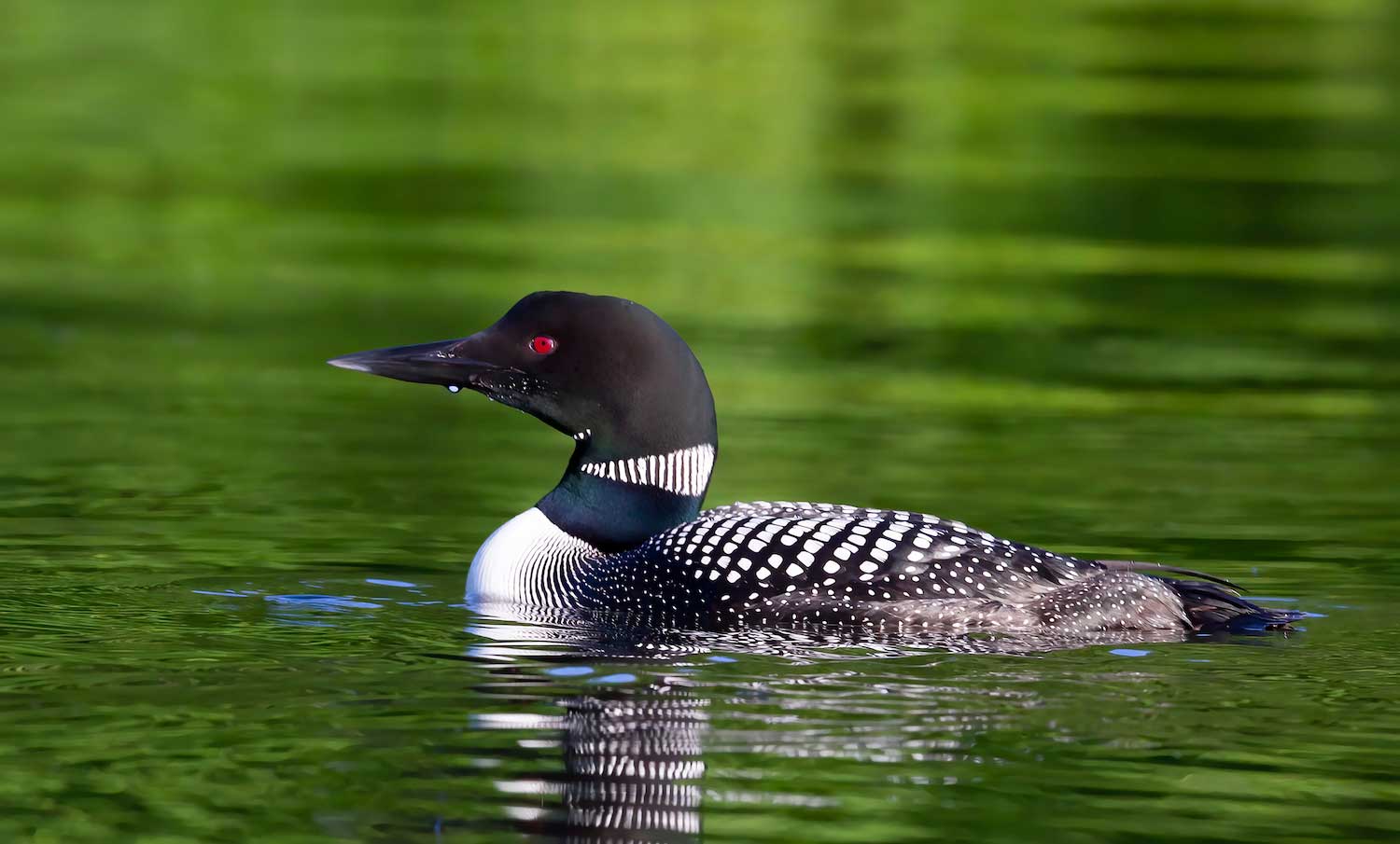 A common loon in the water.