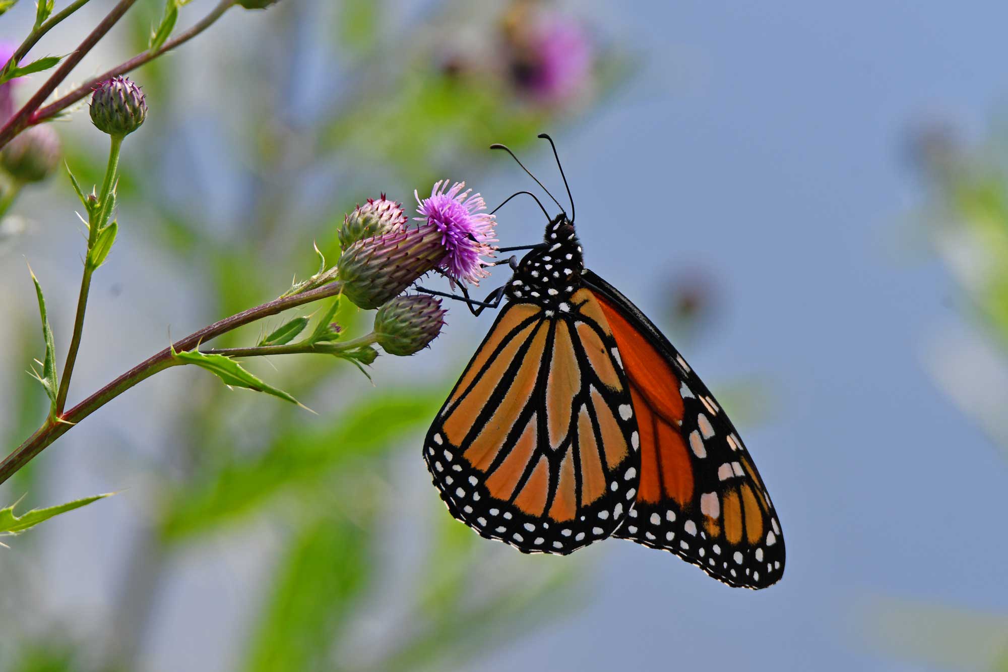 Monarch butterfly landed on a purple wildflower with more flowers in the background.