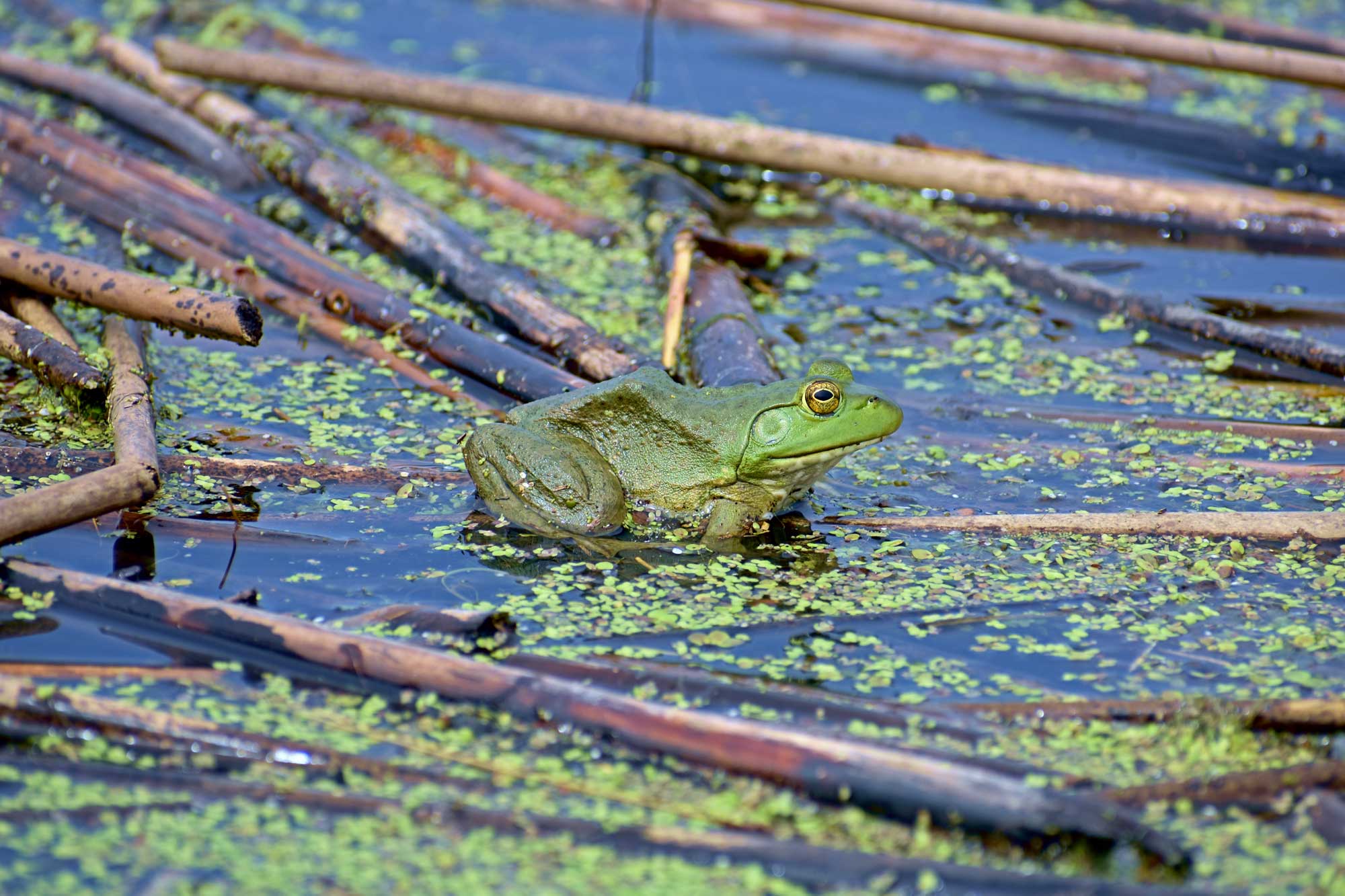 American bullfrog sitting in water surrounded by vegetation.