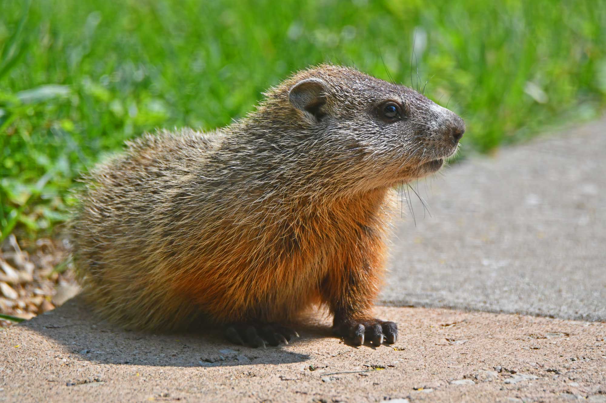 Groundhog on sidewalk with grass in the background.