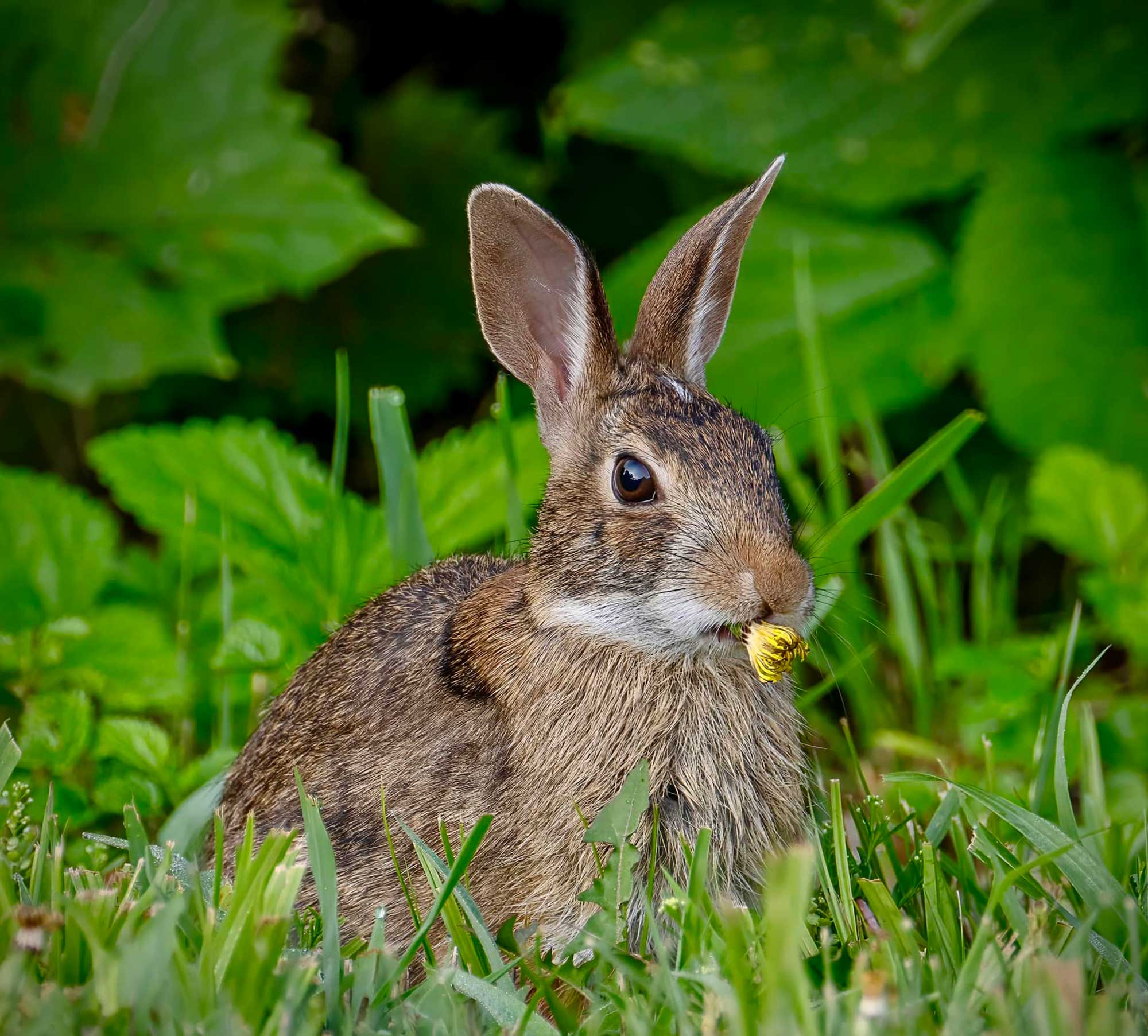 A cottontail rabbit sitting in grass eating a flower with vegetation in the background.