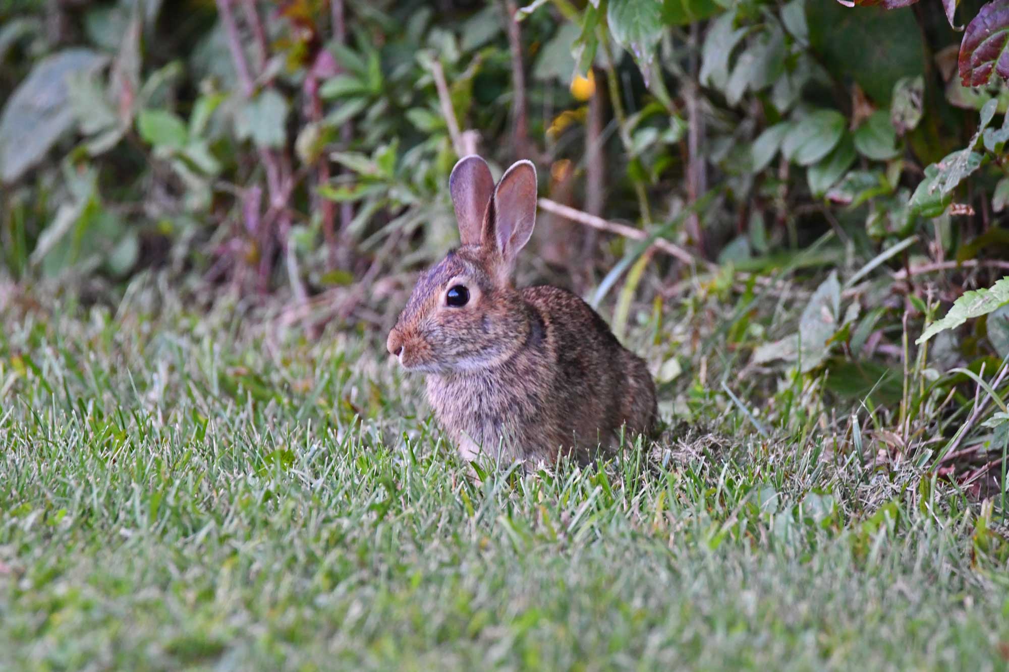 Cottontail rabbit sitting in grass with vegetation in the background.