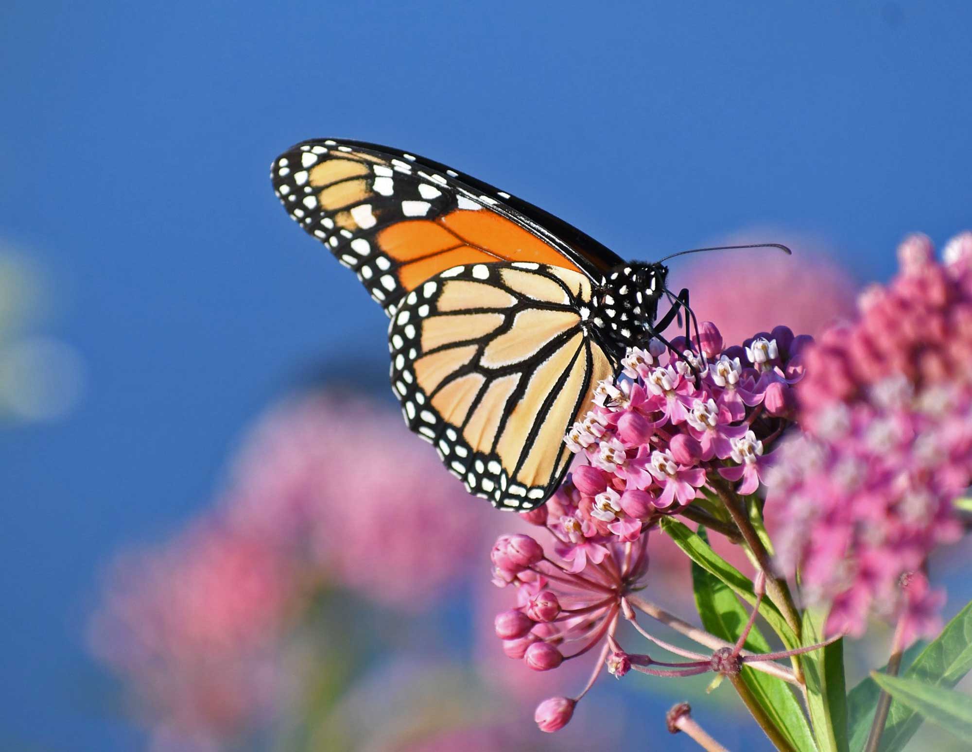 Monarch butterfly landed on a pink wildflower with more flowers in the background.