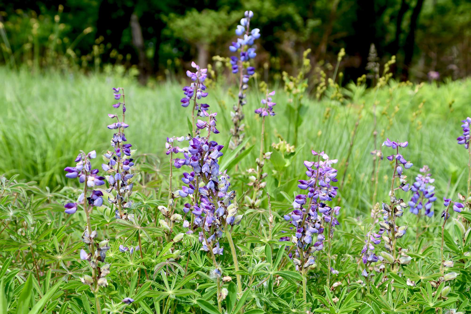 Lupine growing through vegetation with purple flower petals.