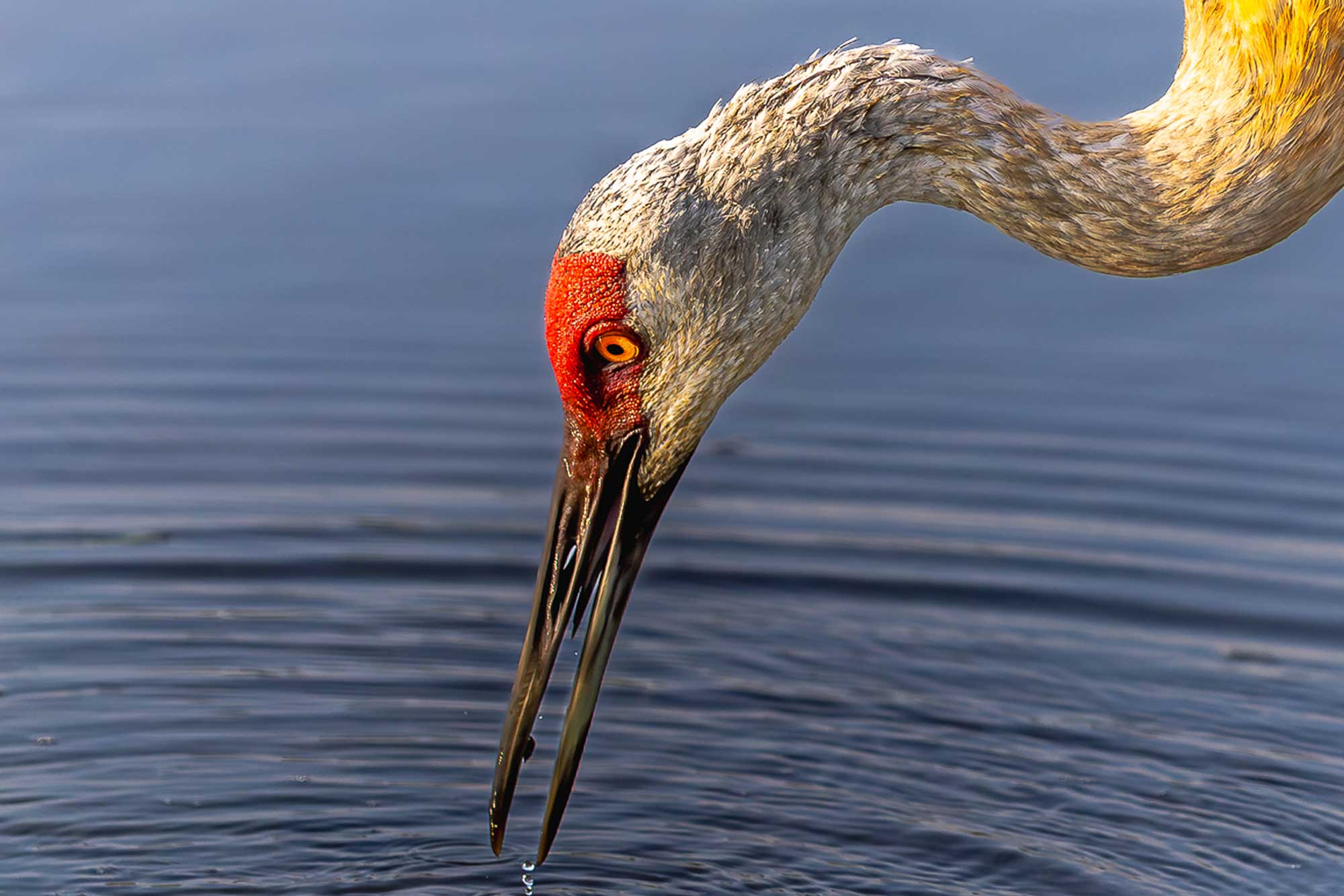 Close up of a sandhill crane with its bill close to the water.