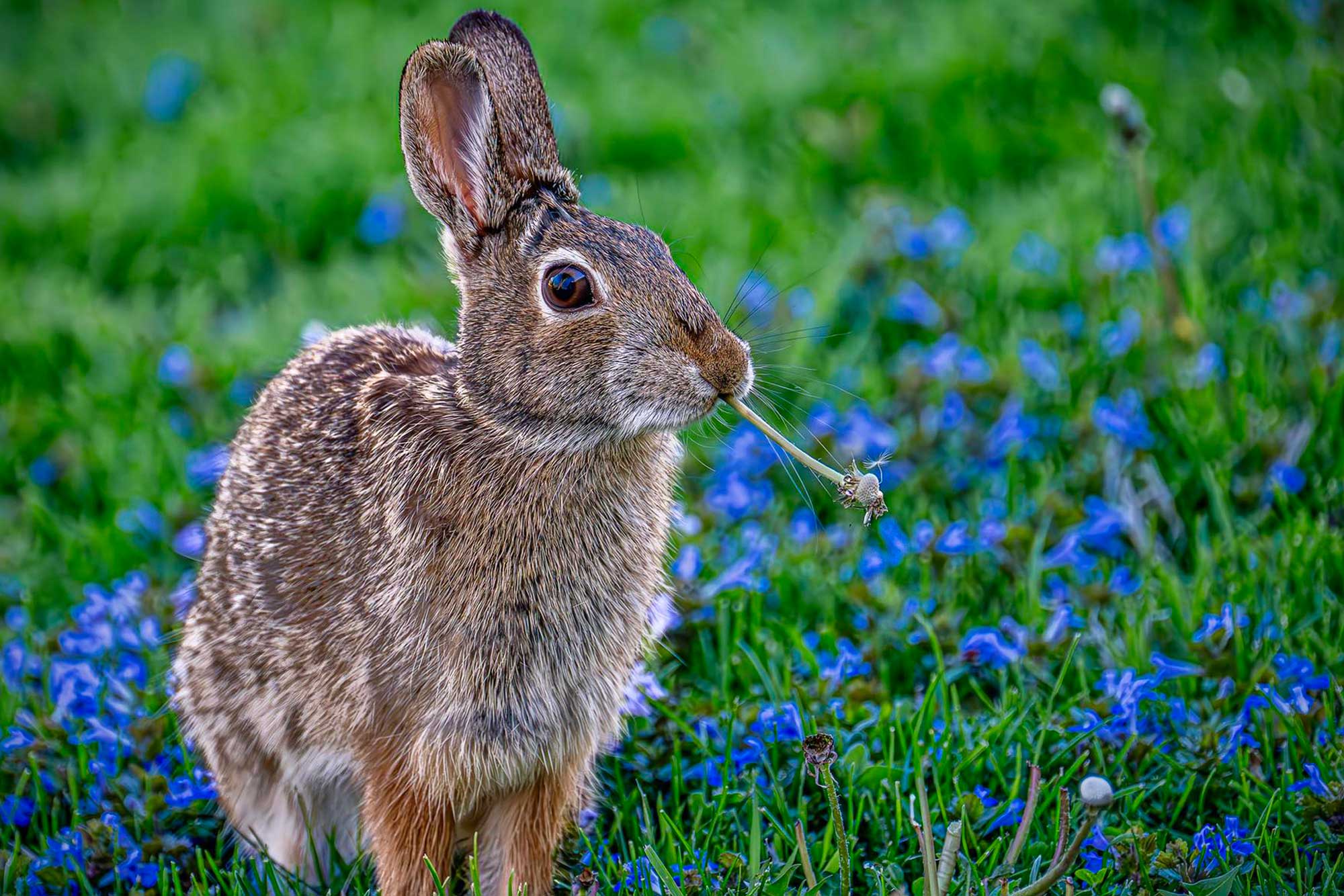 Cottontail rabbit sitting in grass eating vegetation with flowers in the background.