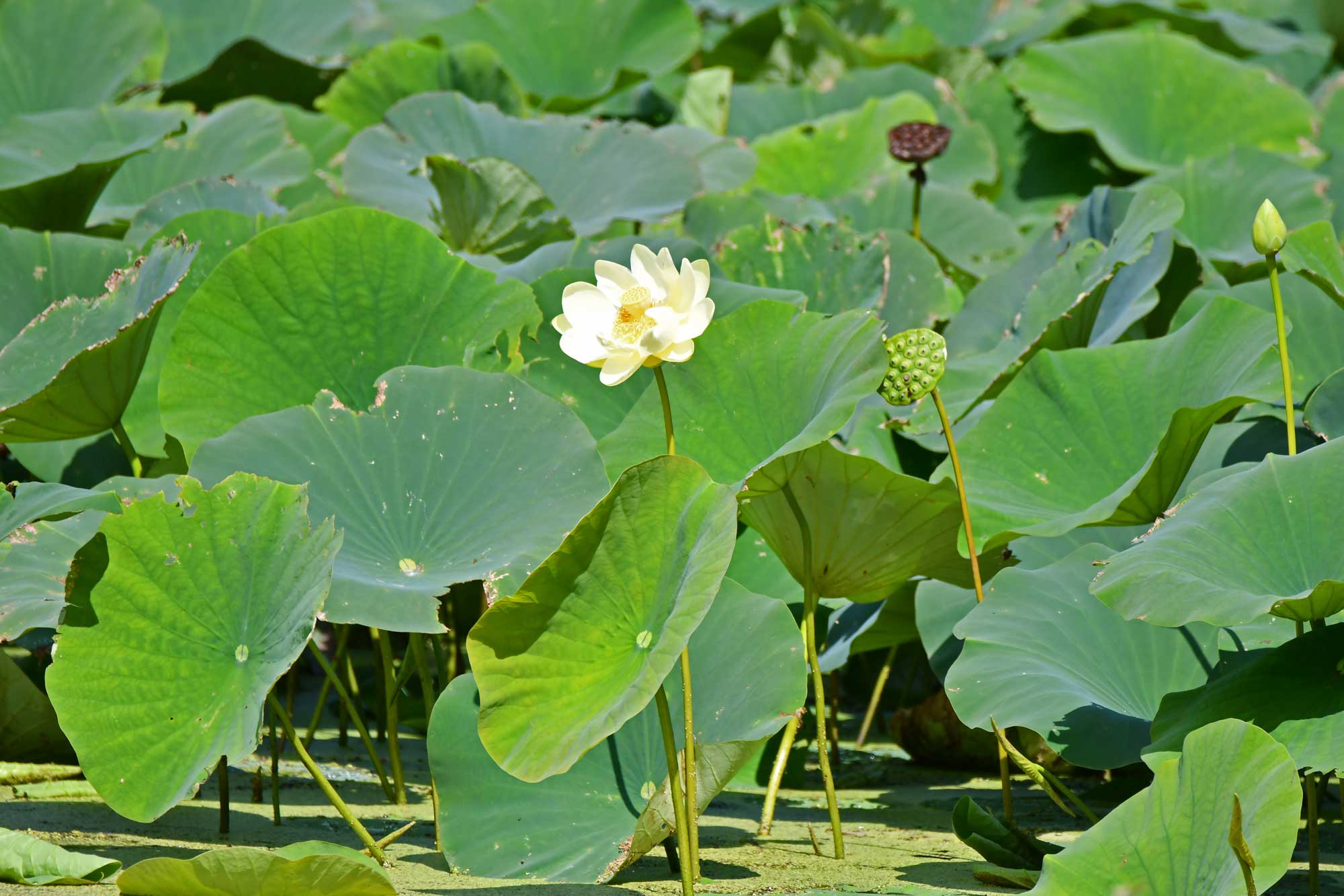 American lotus growing in the water.