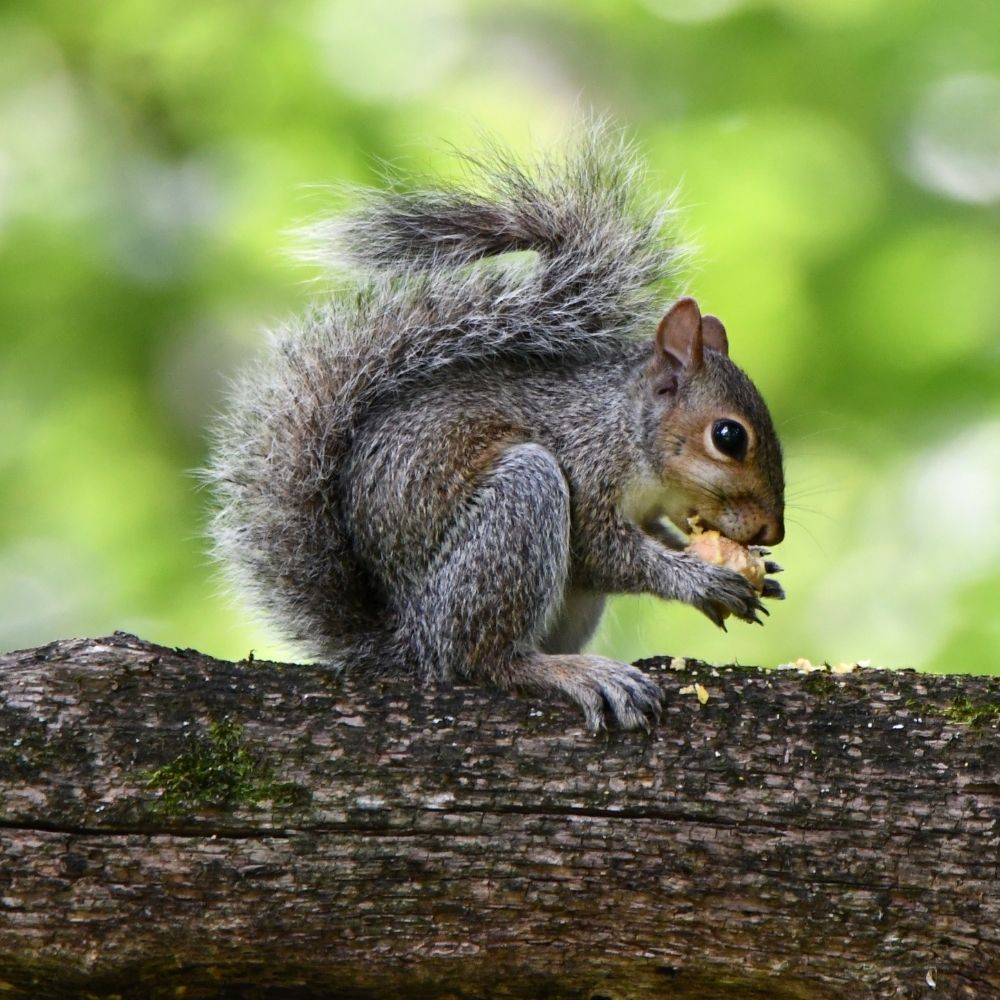 A gray squirrel sits on a tree branch eating food, with its fluffy tail curled over its back against a soft green blurred background.