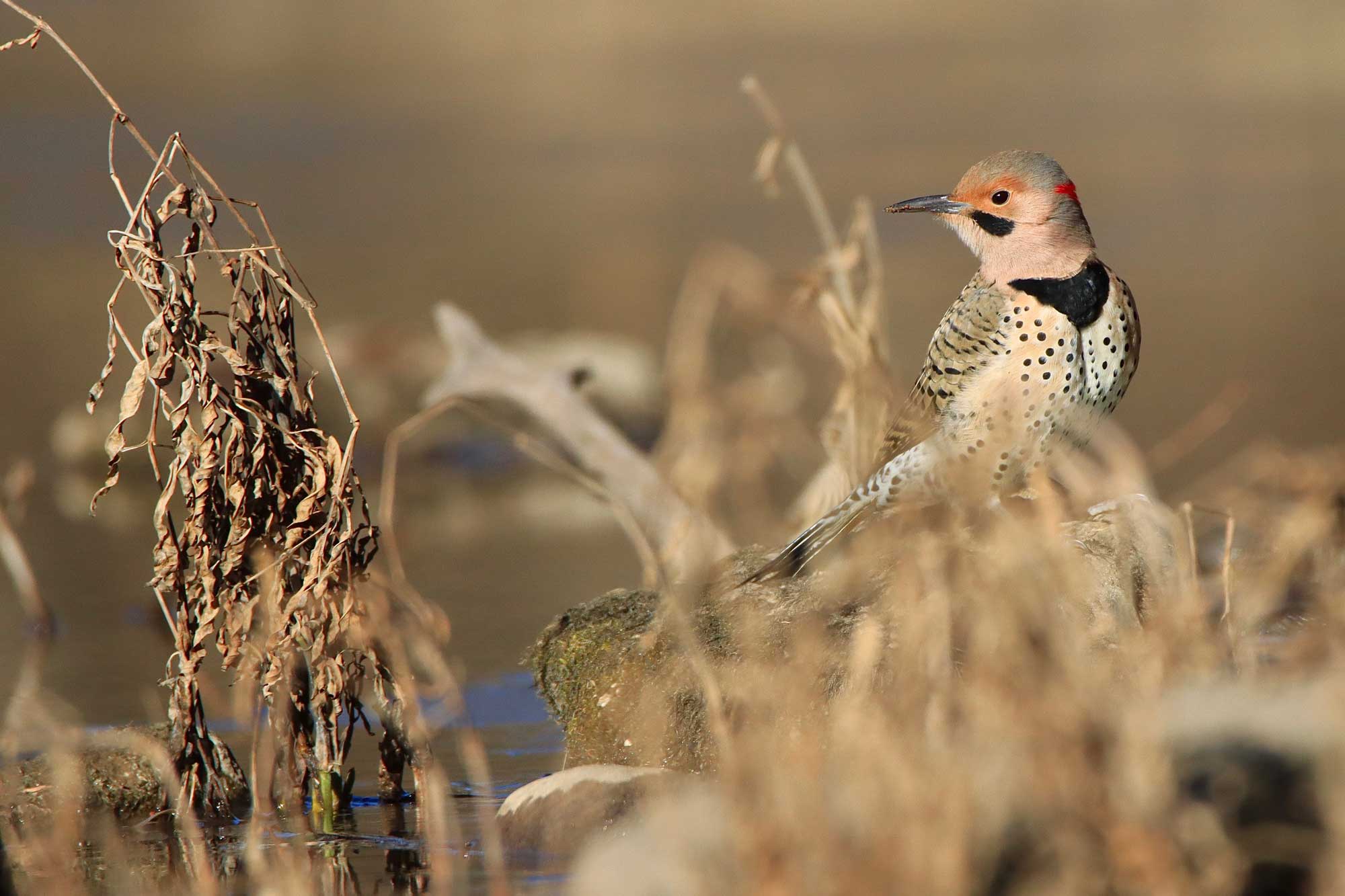 Northern flicker standing on a rock.