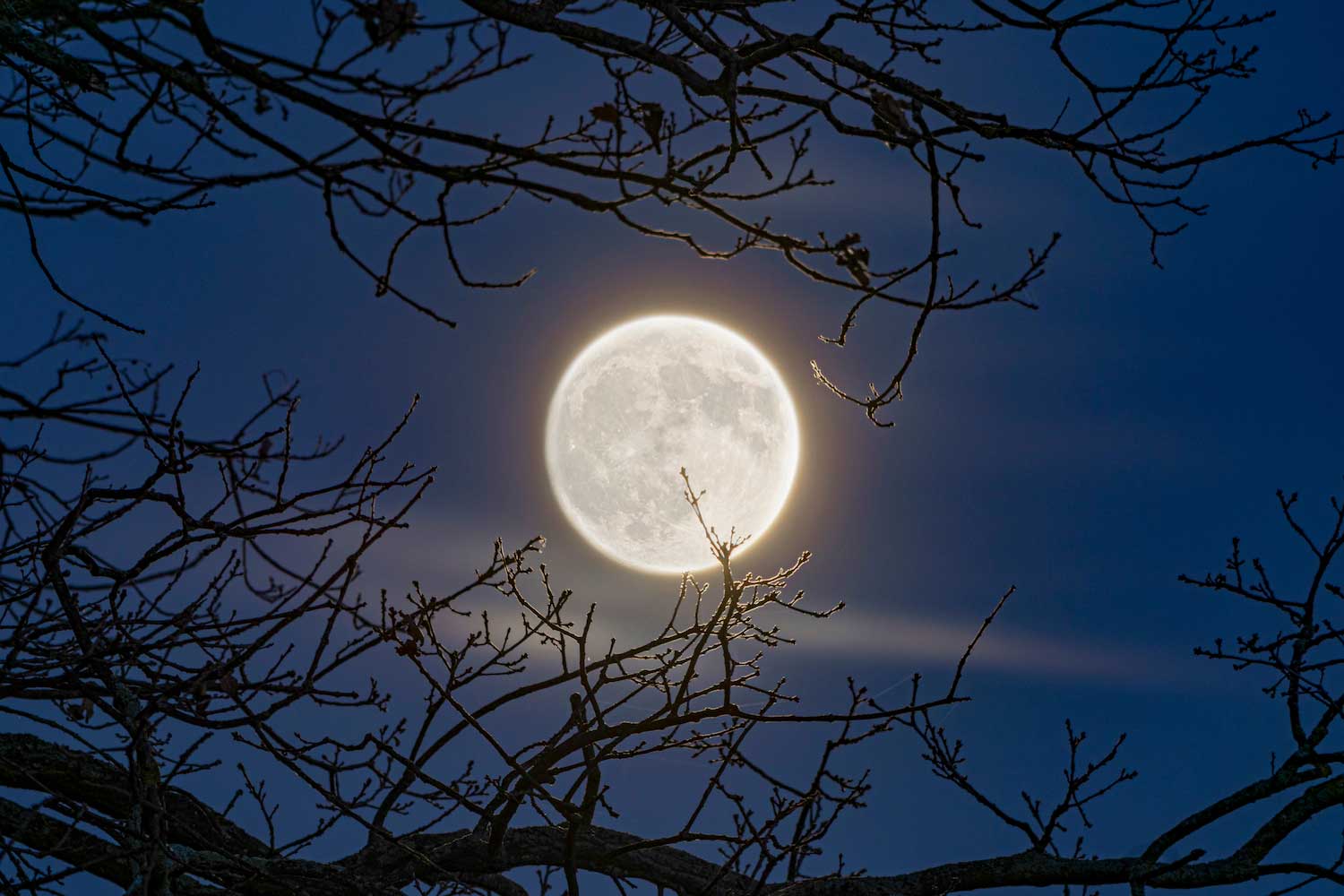 A bright full moon visible behind bare tree branches.