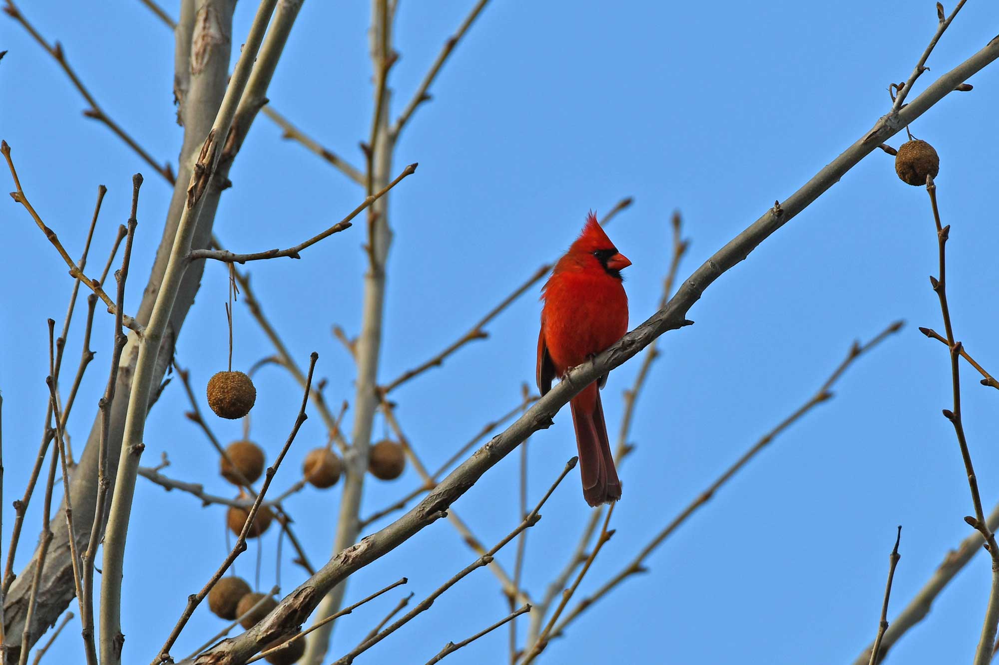 Northern cardinal perched on a branch with other branches in the background.