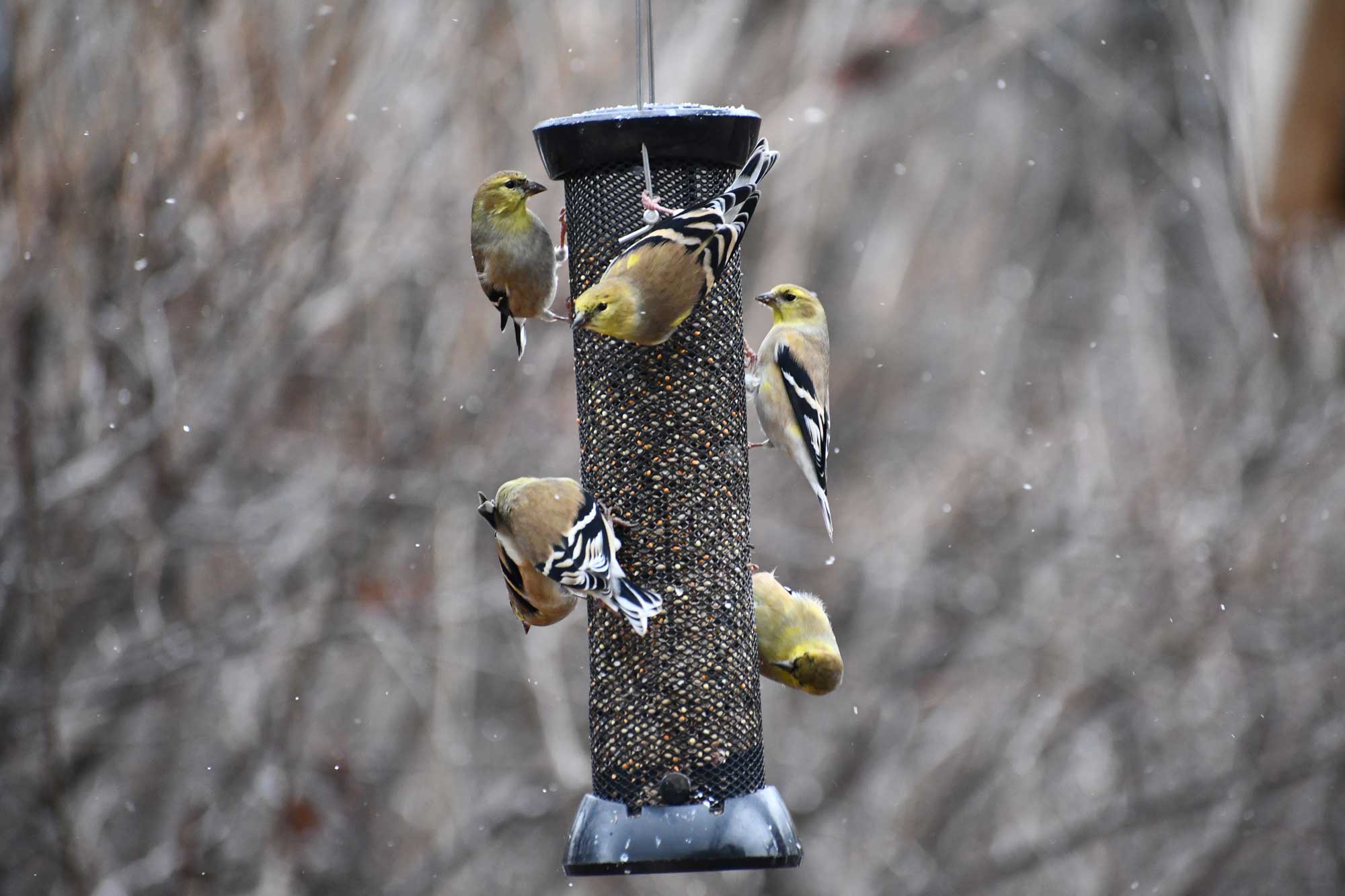 Multiple American goldfinch perched on a bird feeder.