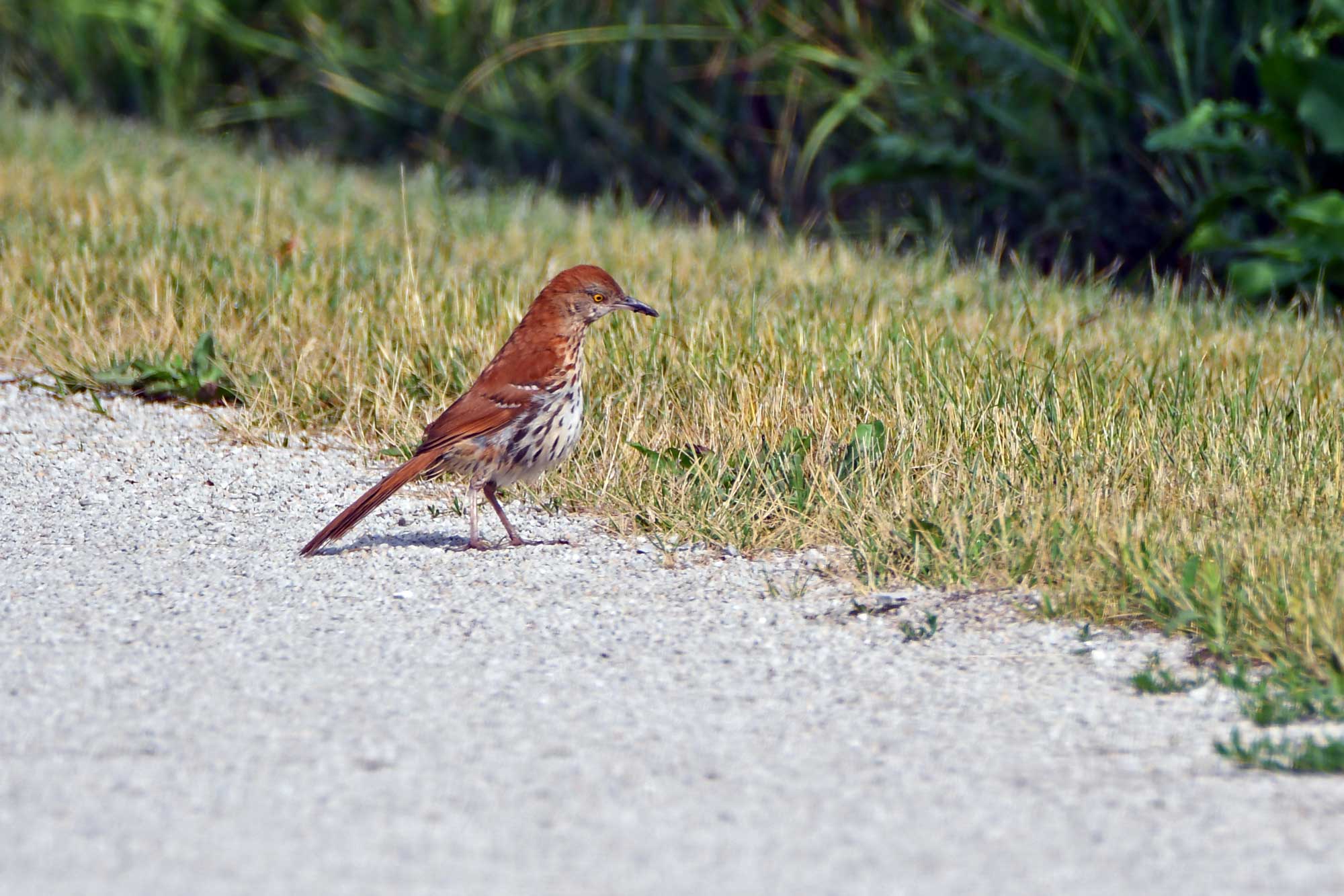 Brown thrasher standing on a limestone trail with grasses in the background. 
