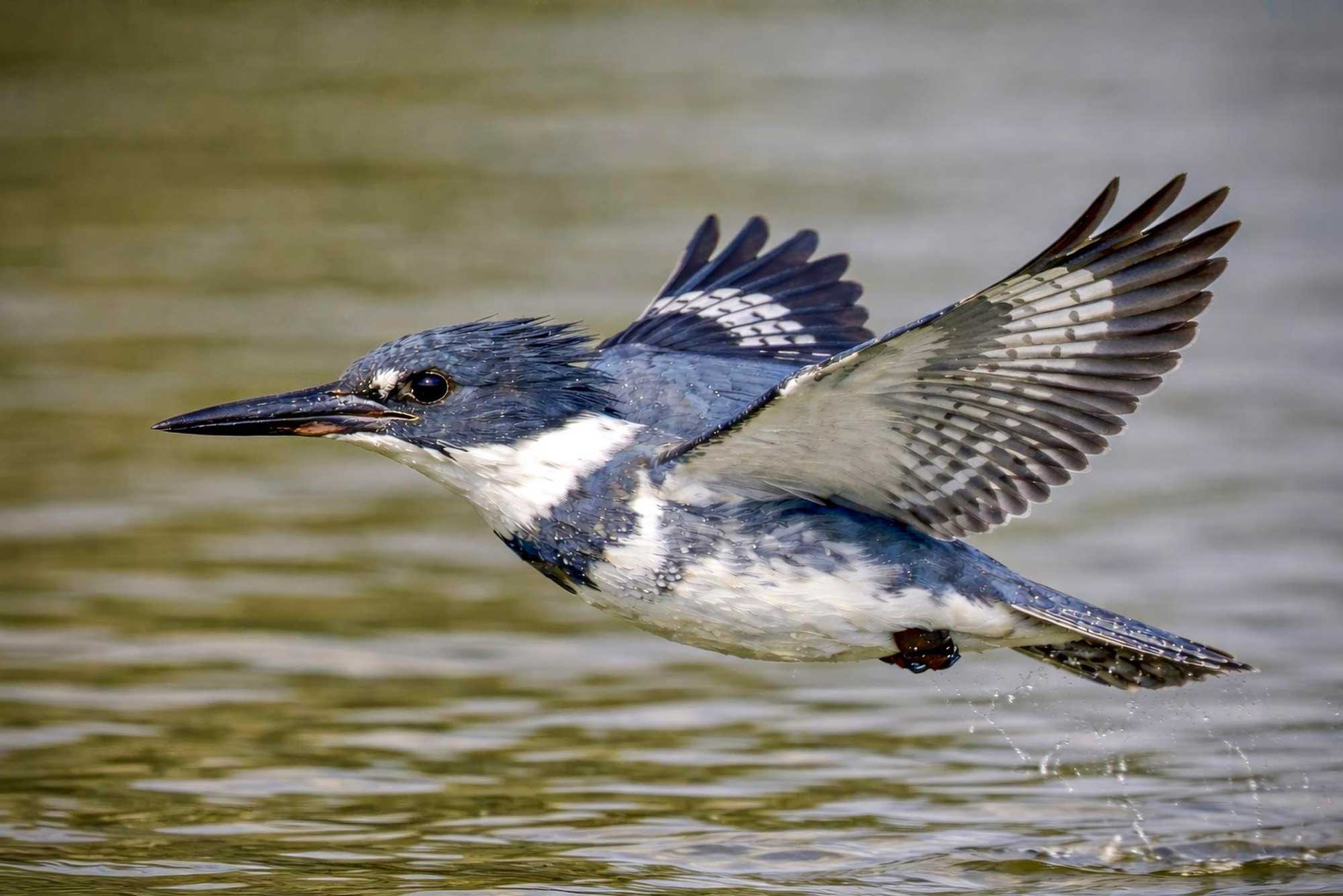 Belted kingfisher flying over water with wings extended.