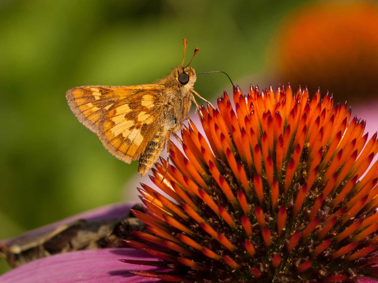 A orange and brown mottled skipper perched atop the seed head of a purple coneflower.