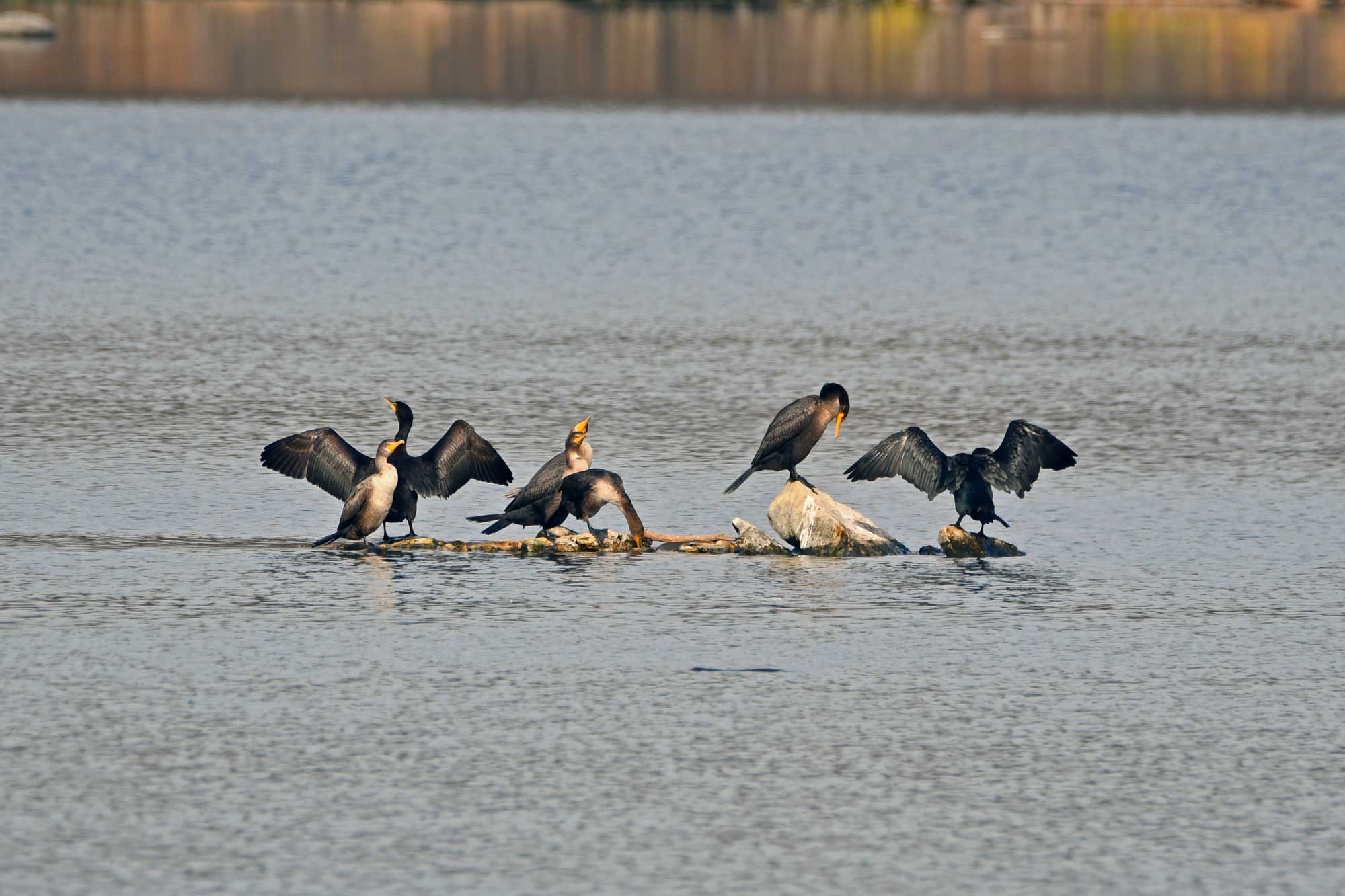 Double crested cormorants standing on rocks in the water.
