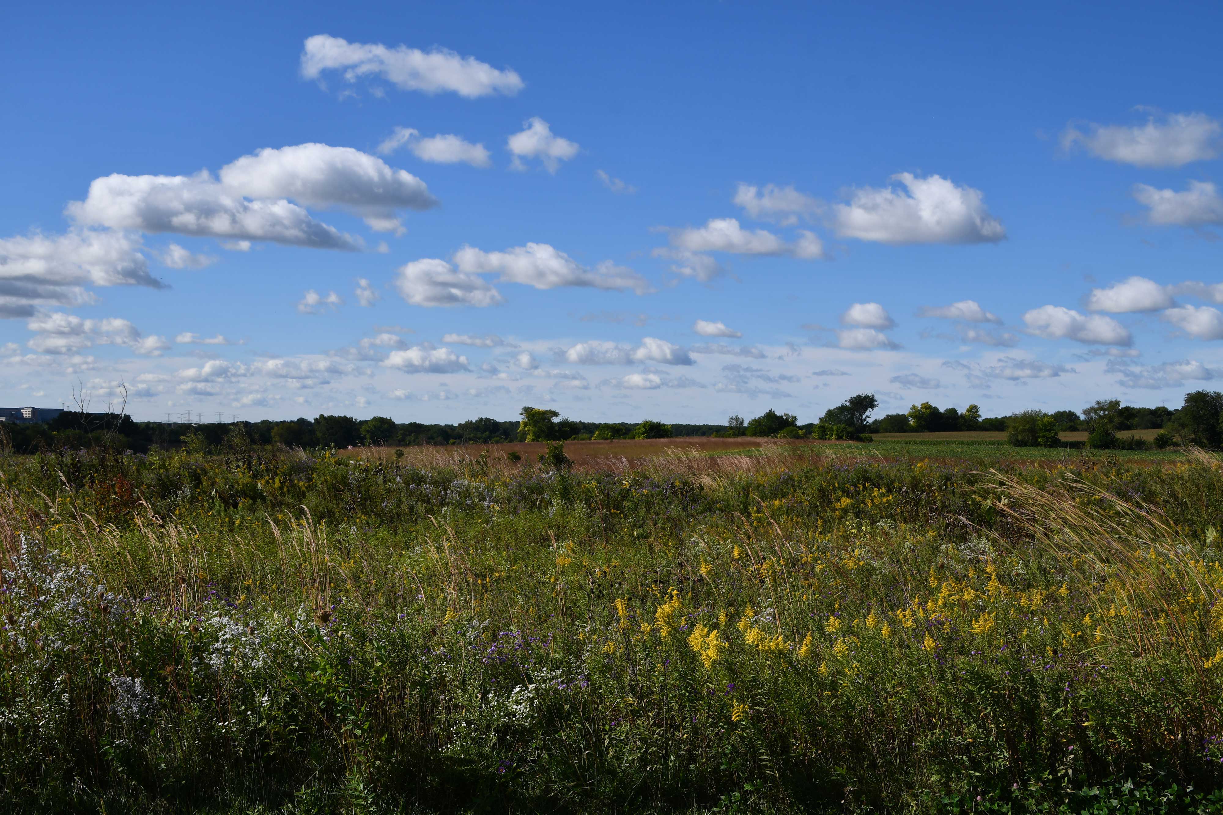 A view of the prairie at Hadley Valley.
